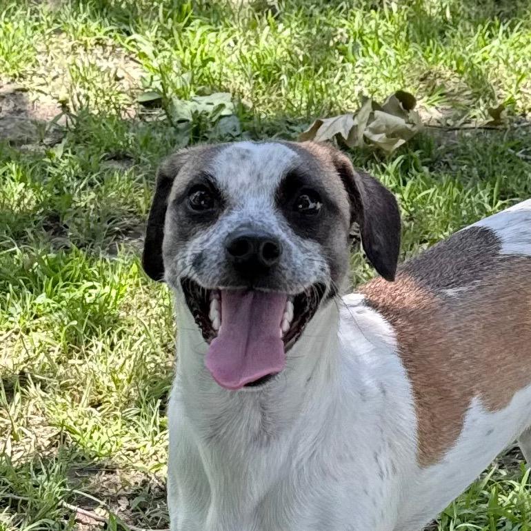 Enlarge Cooper, a Adoptable mixed breed in San Jacinto, CA image 4/6