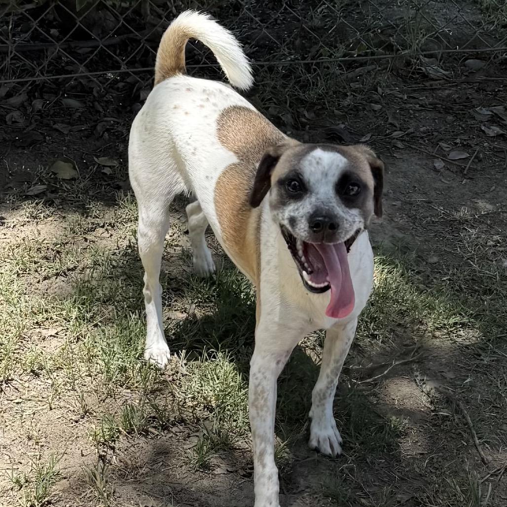 Enlarge Cooper, a Adoptable mixed breed in San Jacinto, CA image 6/6