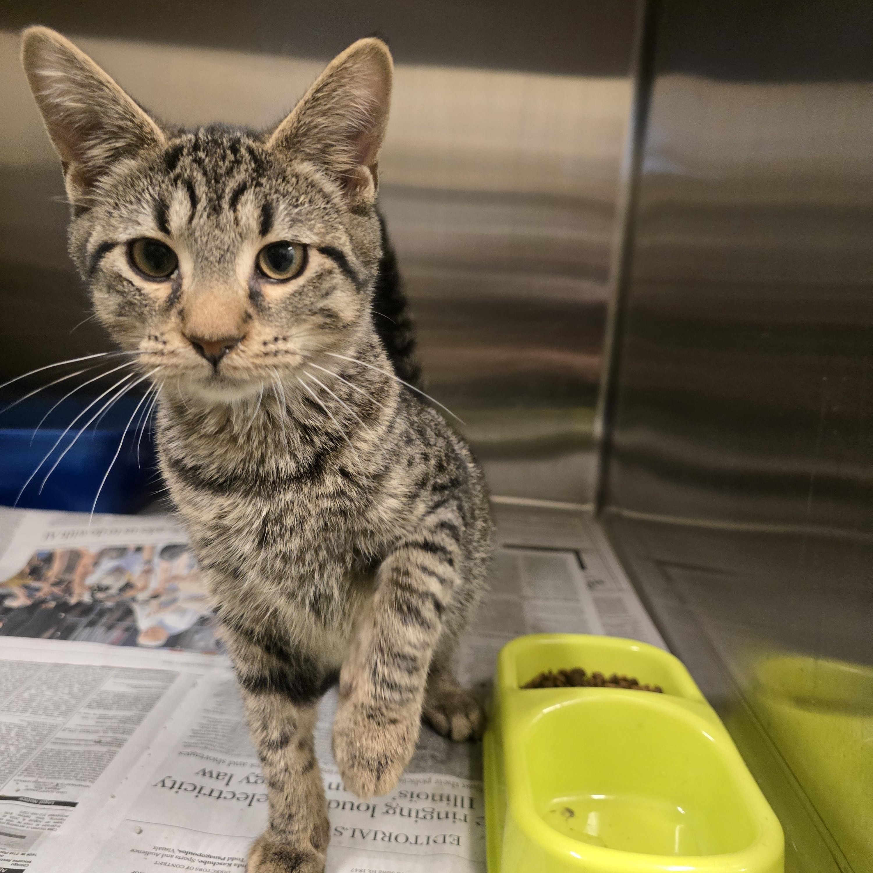 Pine, Adopted, Young Male Domestic Short Hair.