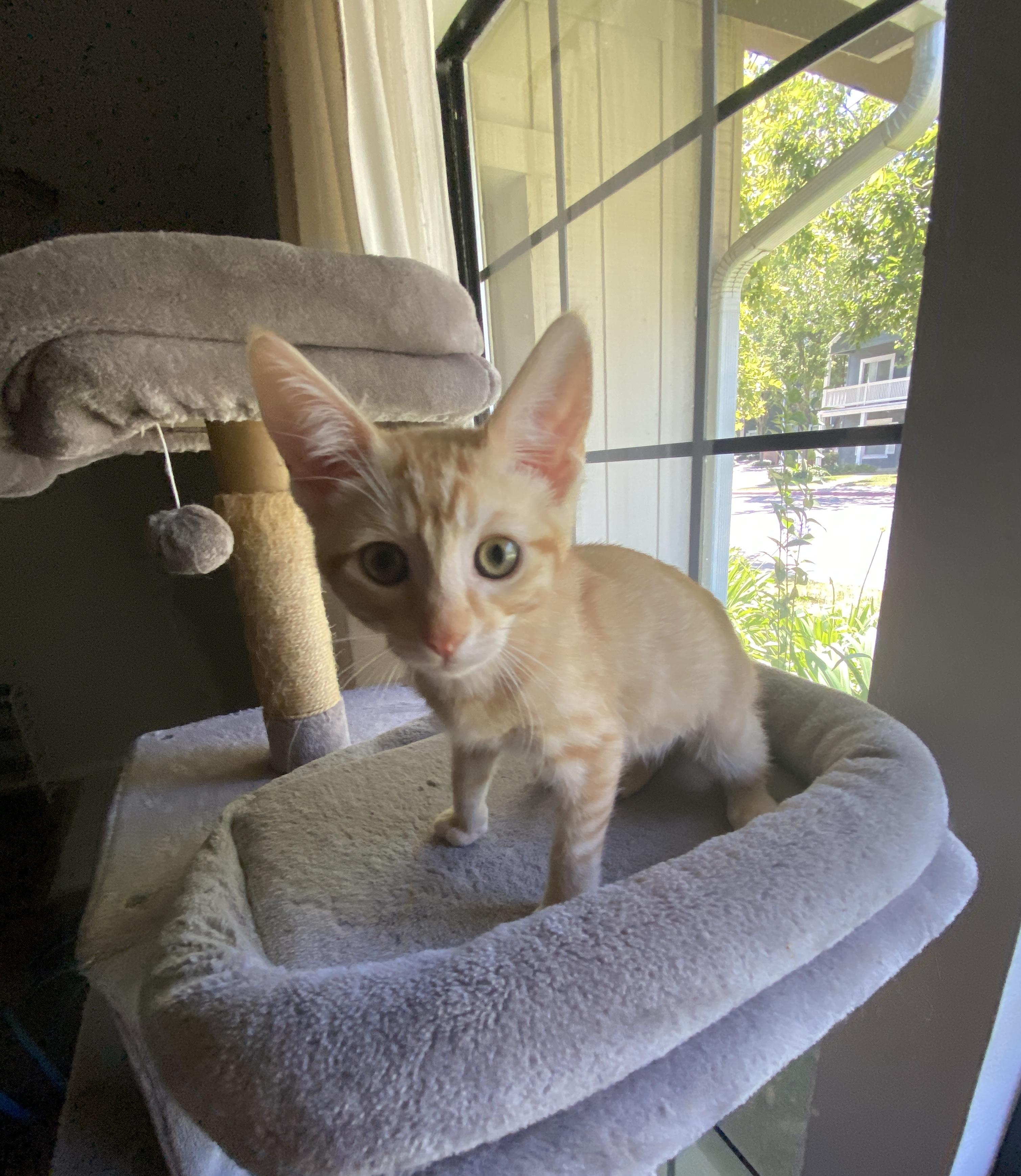 Enlarge Olecranon, a ADOPTABLE Domestic Short Hair in Davis, CA image 2/6