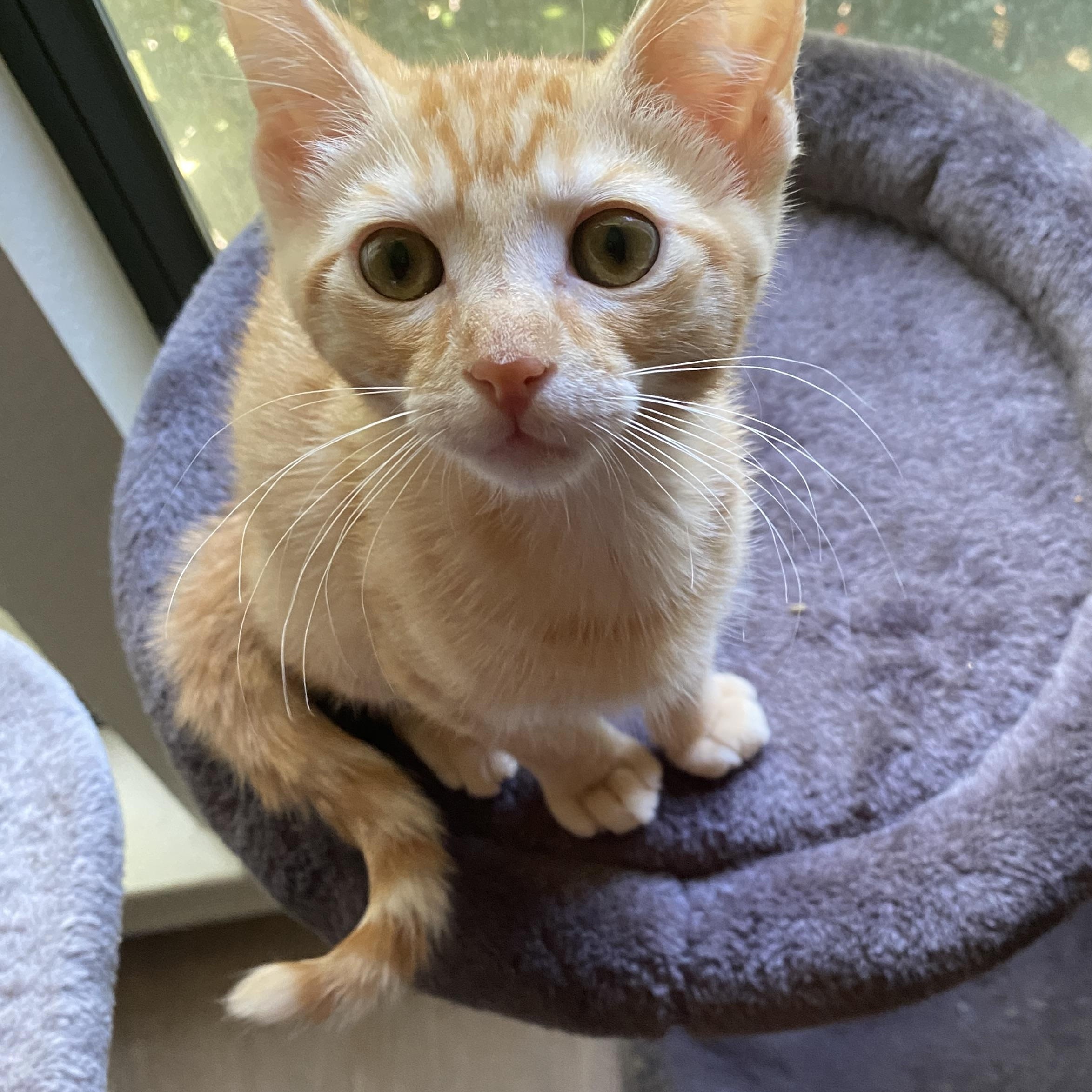 Olecranon, ADOPTABLE, Kitten Male Domestic Short Hair.
