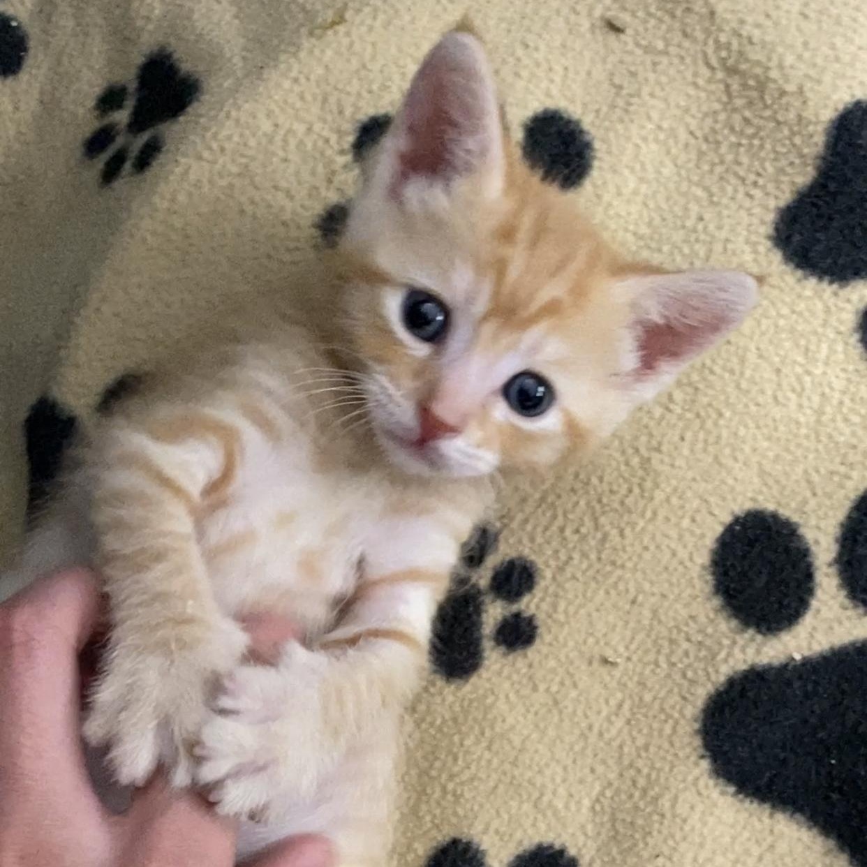 Enlarge Olecranon, a ADOPTABLE Domestic Short Hair in Davis, CA image 3/6