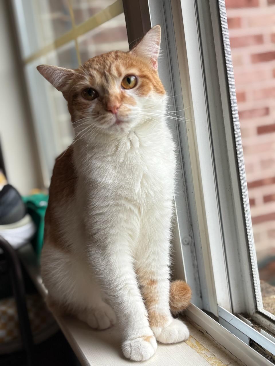 Katelyn, Young Female Domestic Short Hair