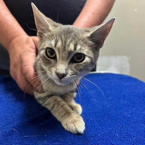 Enlarge Smoke, a Adoptable Domestic Short Hair in Knoxville, TN image 1/1