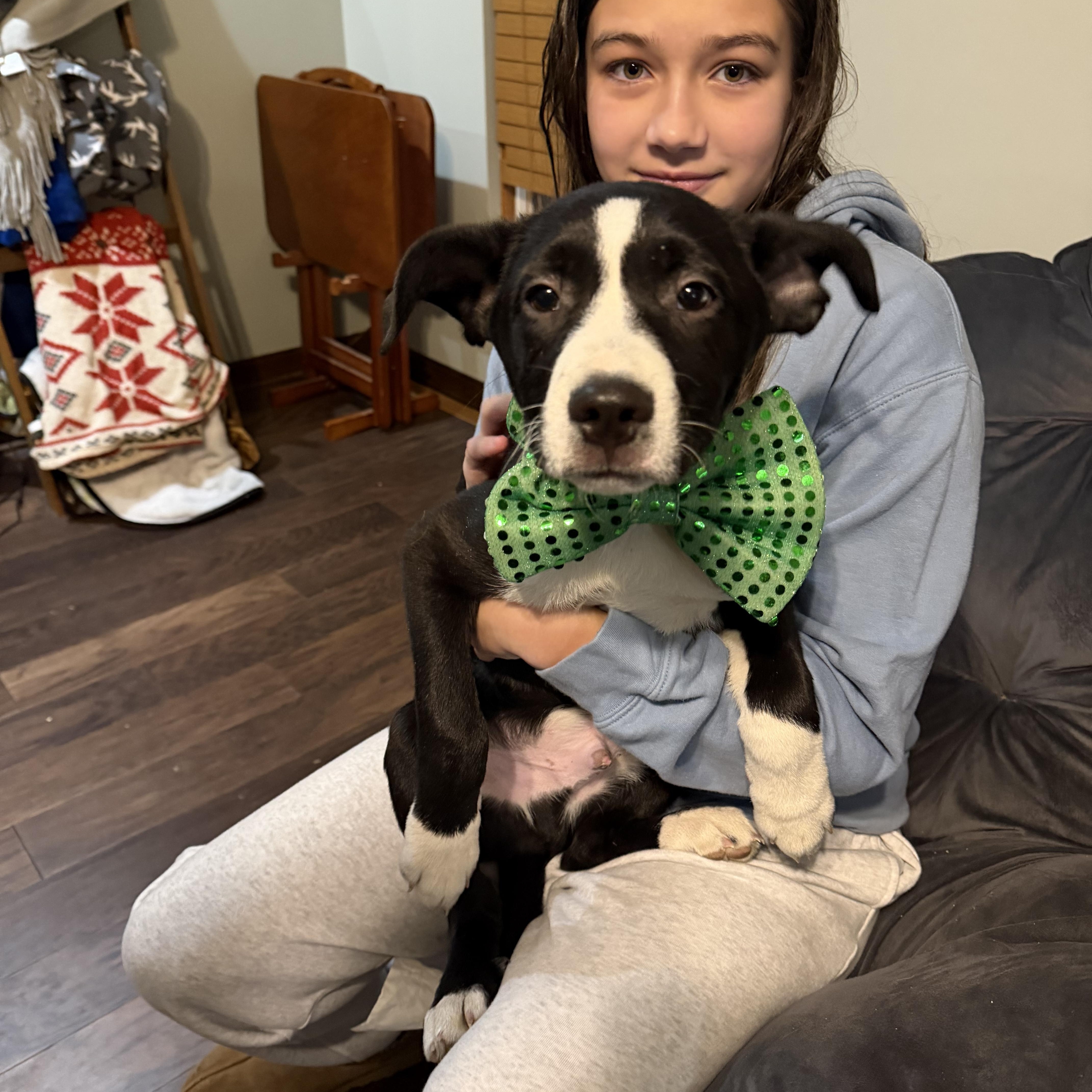 Enlarge Zucchini , a Adoptable mixed breed in Seville, OH image 3/3