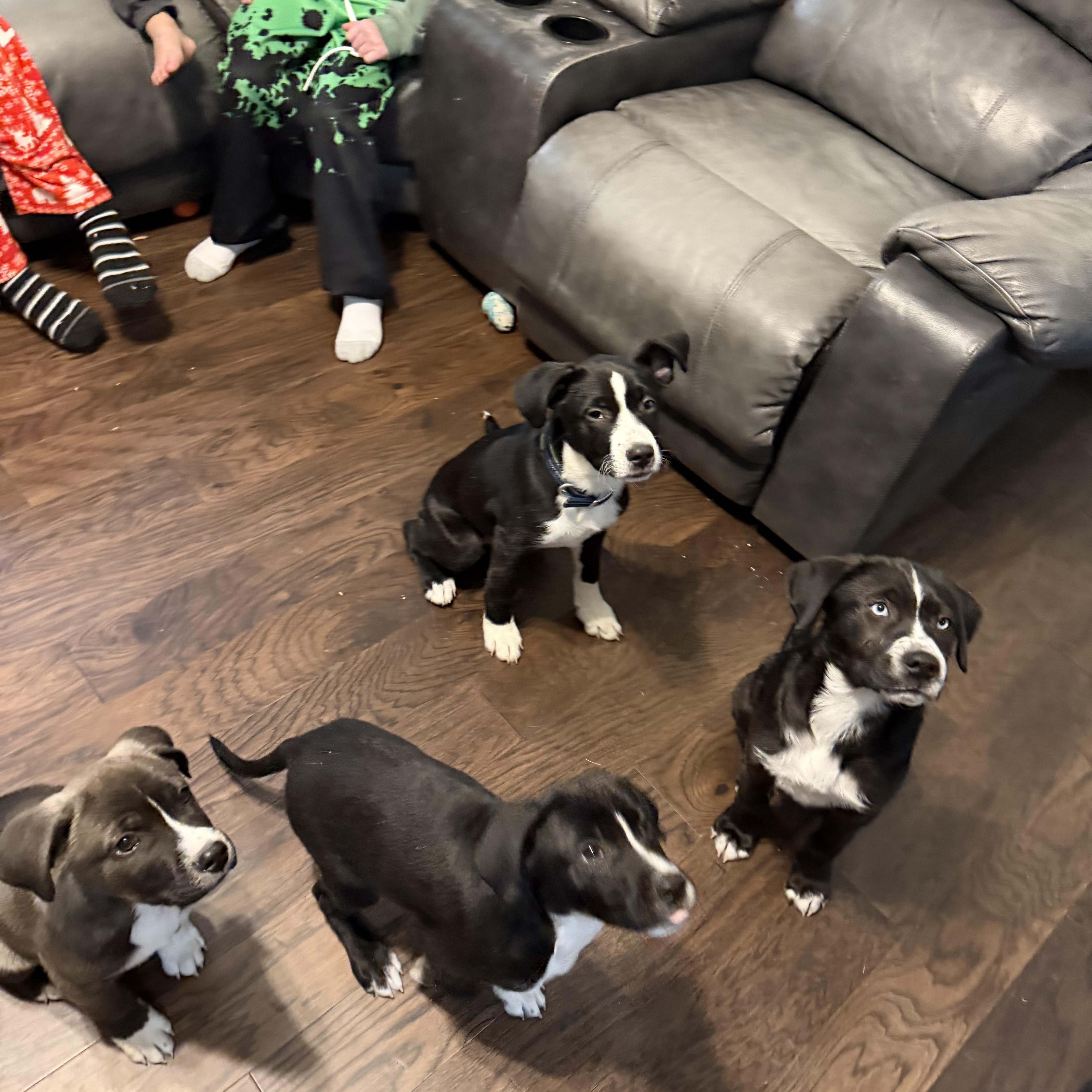 Zucchini — thumbnail 2