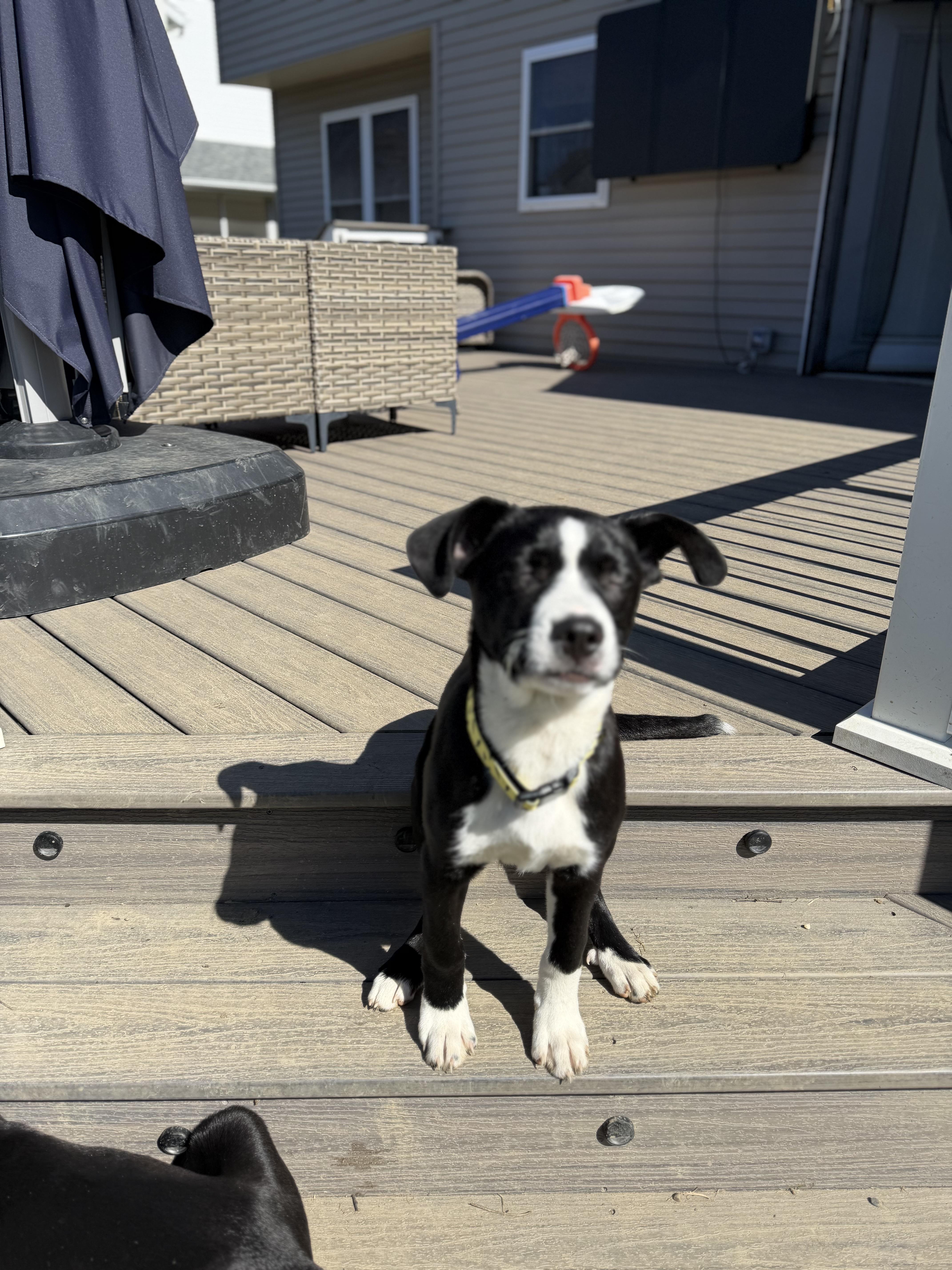 Enlarge Zucchini , an adopted mixed breed in Seville, OH image 3/6