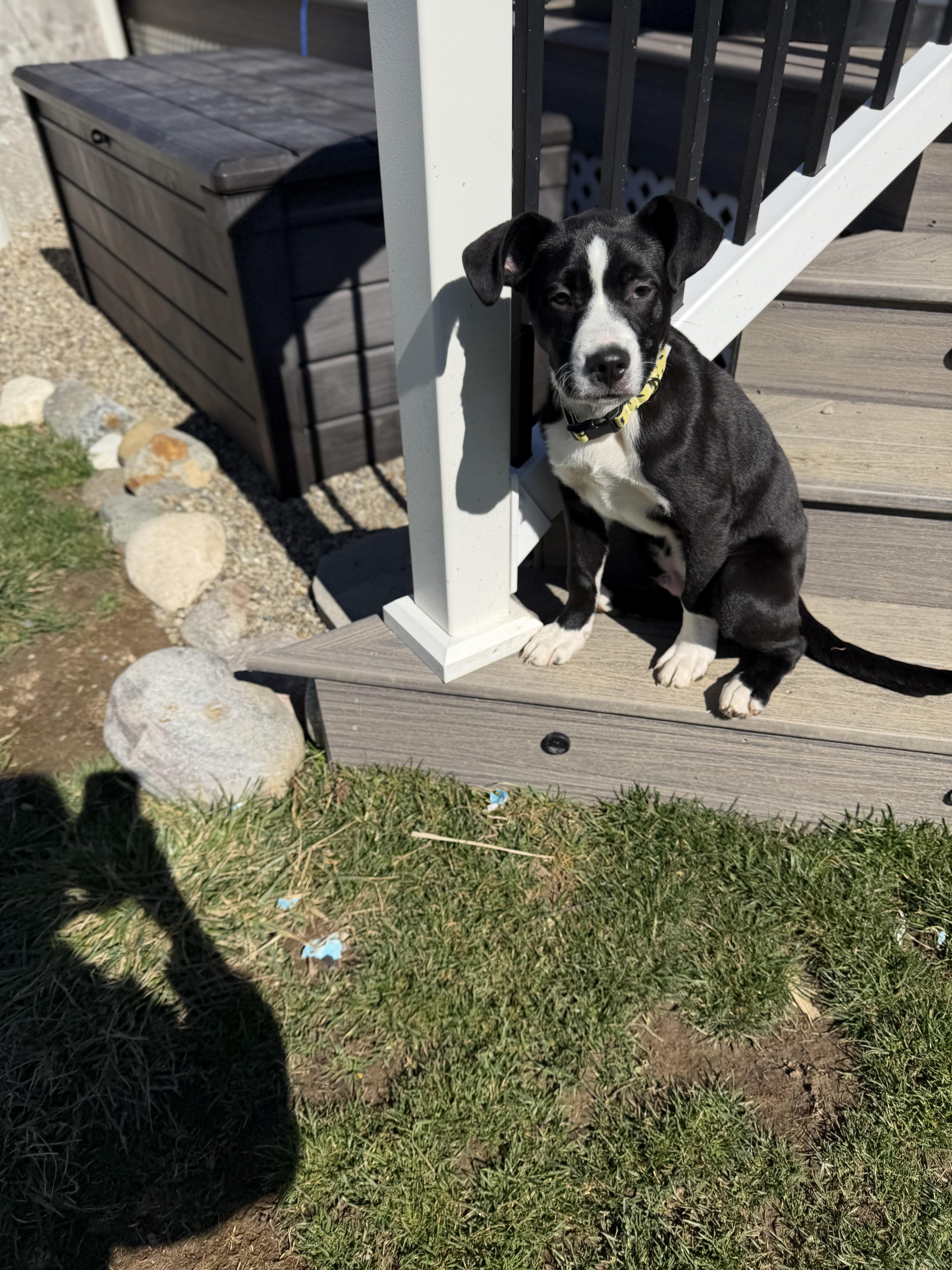 Zucchini — thumbnail 5