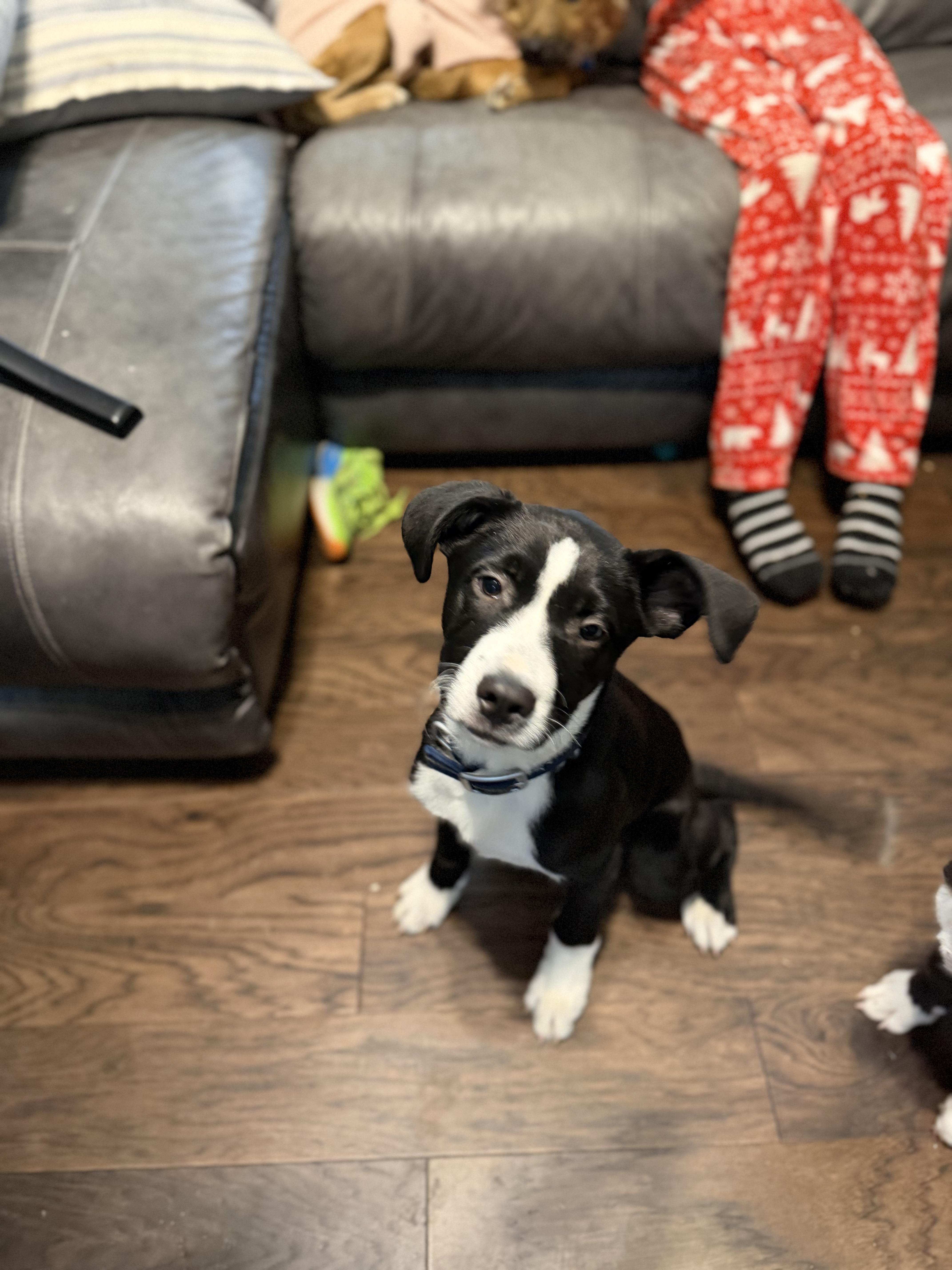 Zucchini — thumbnail 6