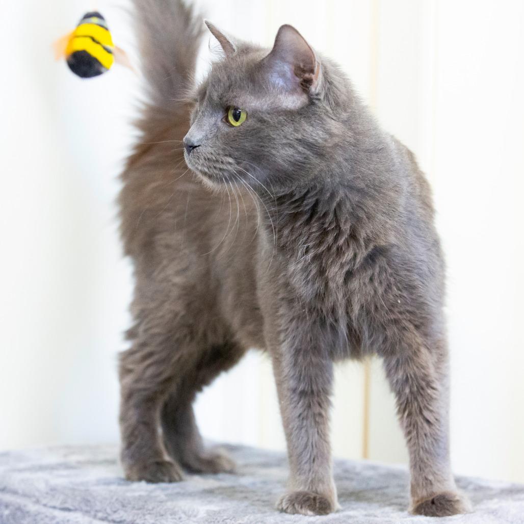 Zara, Adoptable, Young Female Domestic Short Hair.