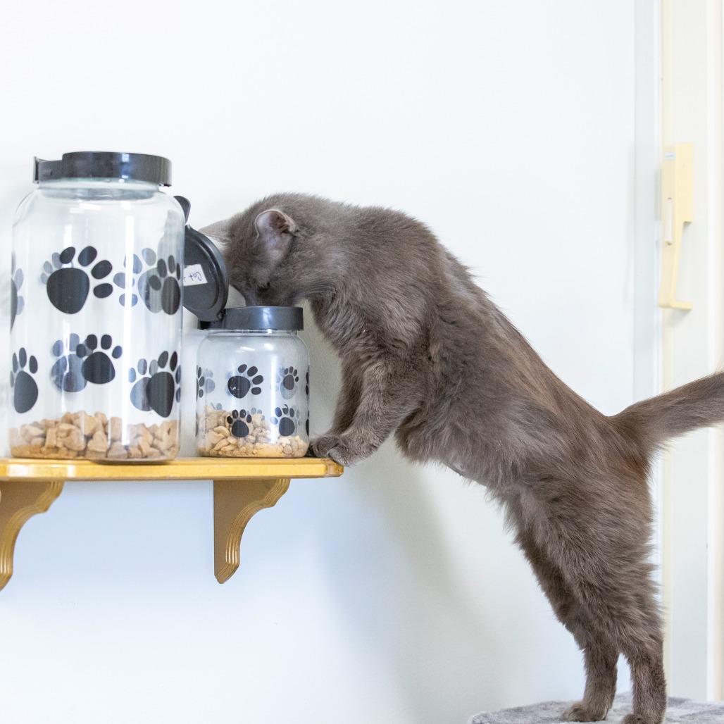 Enlarge Zara, a Adoptable Domestic Short Hair in Cartersville, GA image 2/2