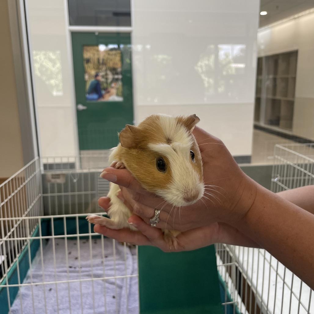 Jasmine, Adoptable, Young Female Guinea Pig.