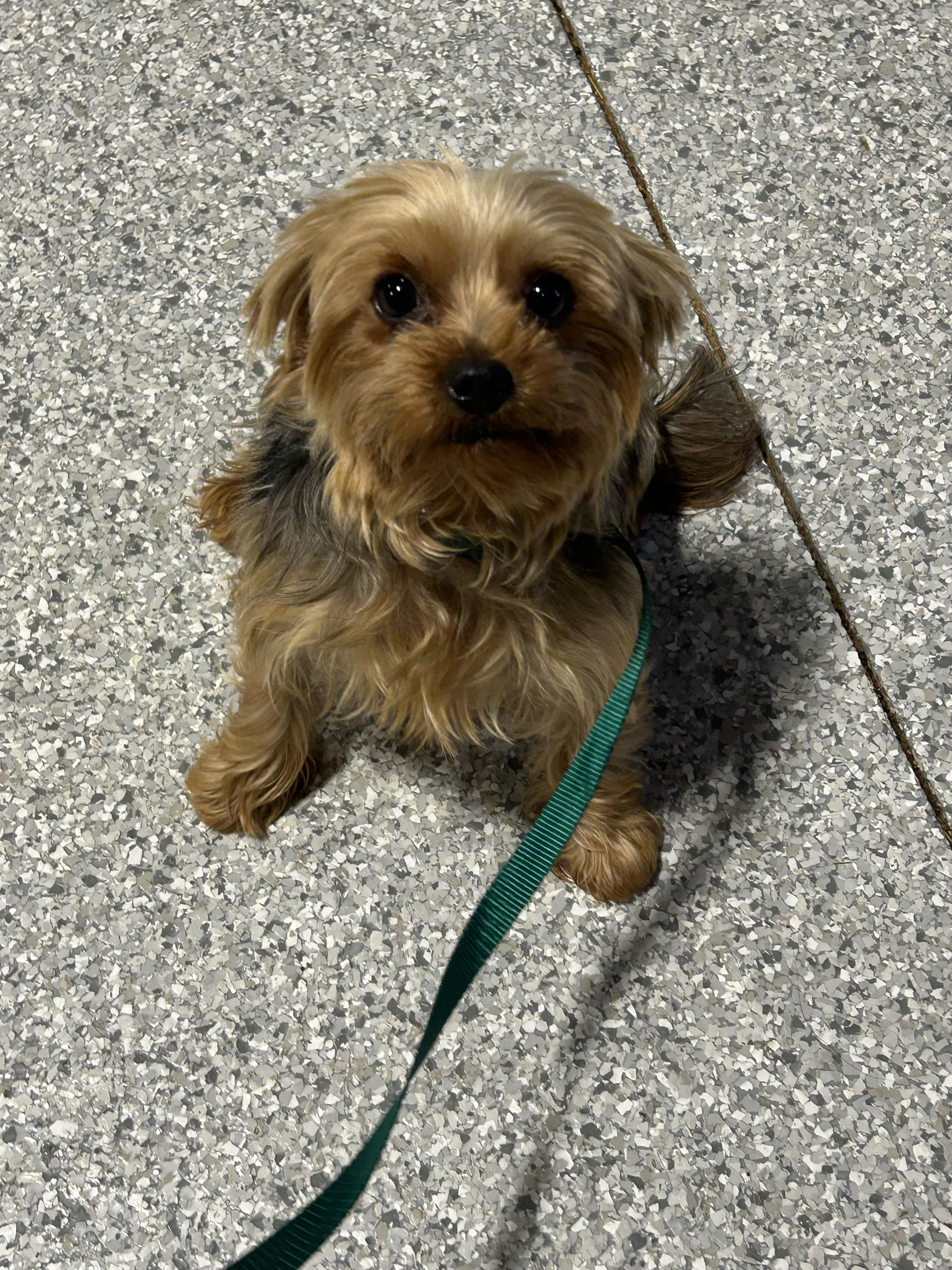 Kaley 6 lbs, a Adoptable Yorkshire Terrier in Maumee , OH image 2/5