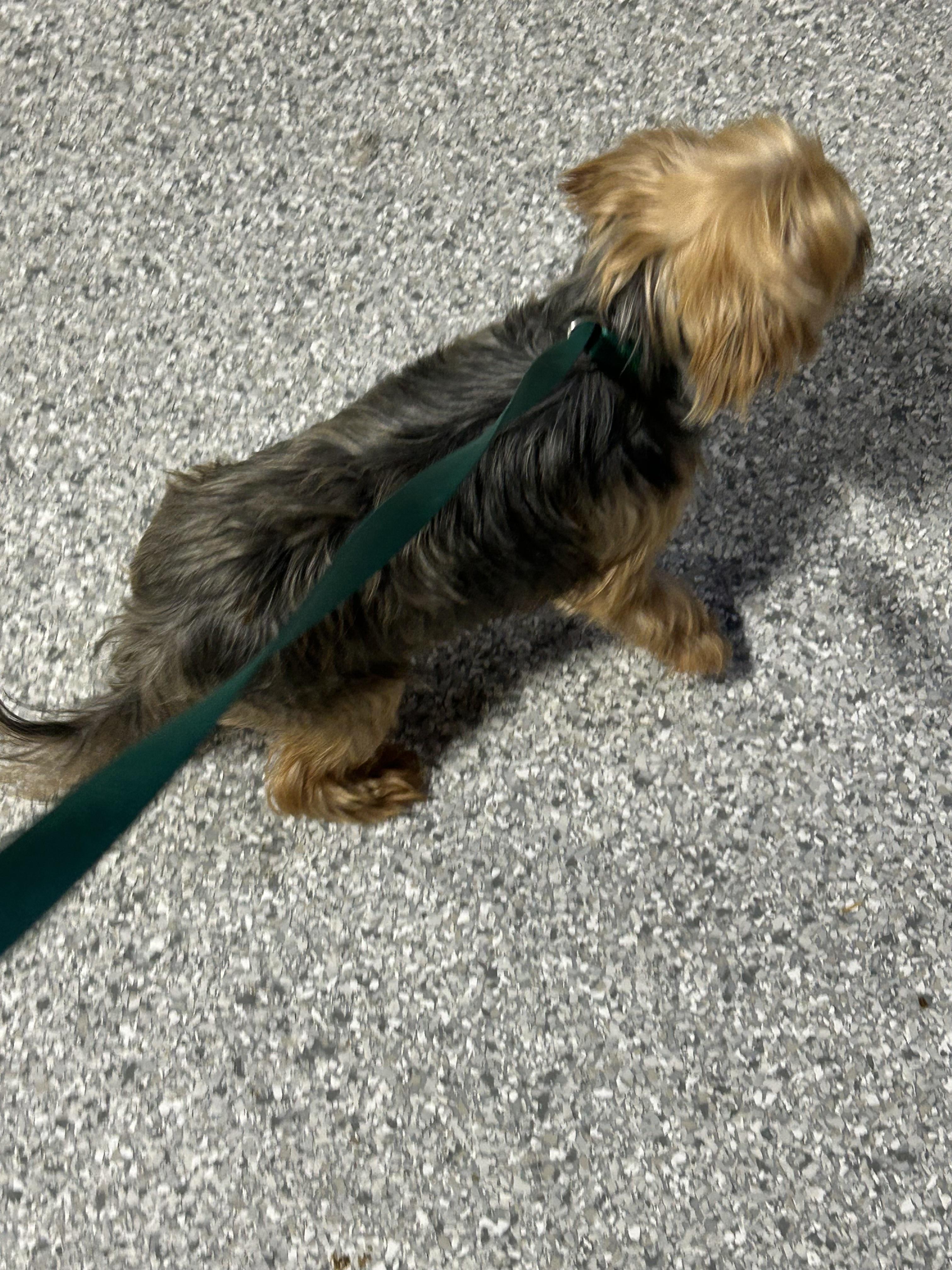 Kaley 6 lbs, a Adoptable Yorkshire Terrier in Maumee , OH image 3/5