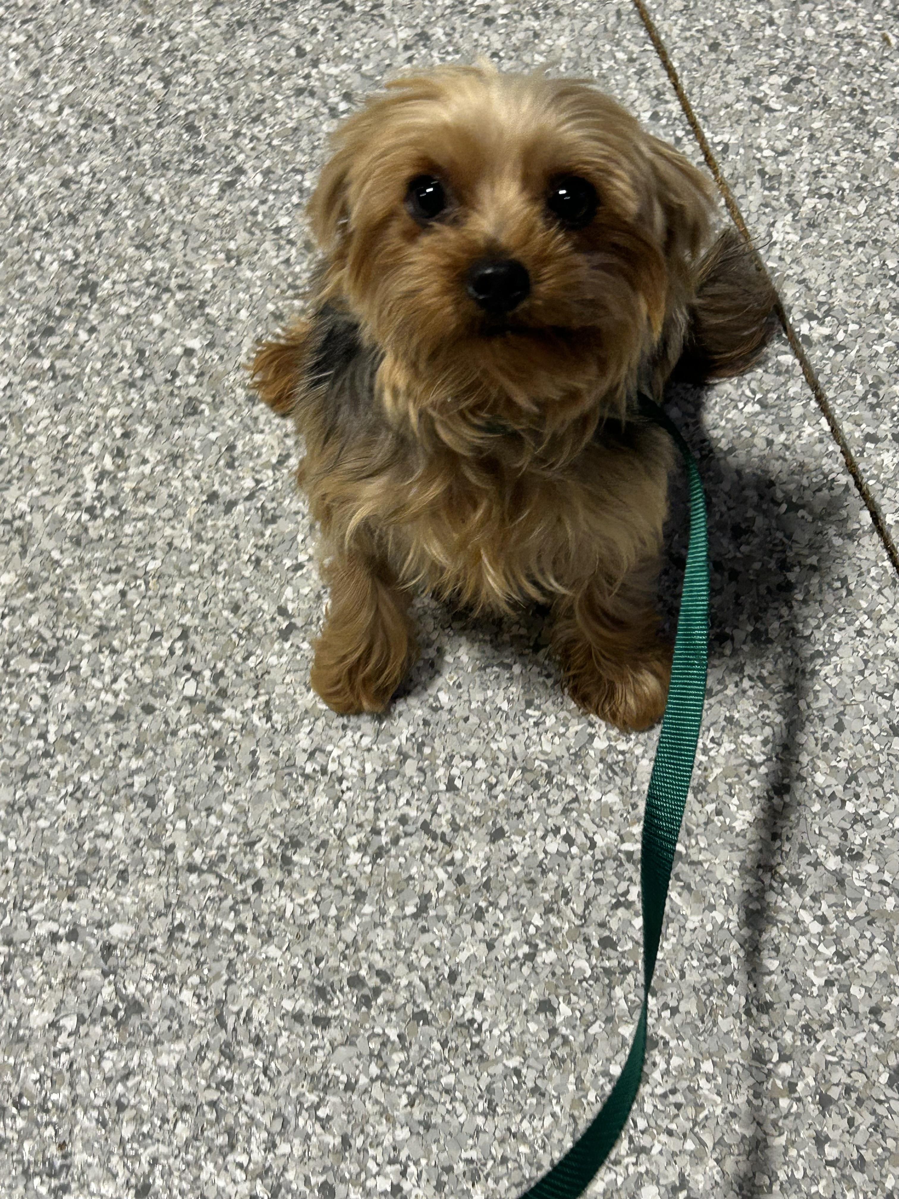 Kaley 6 lbs, Adoptable, Adult Female Yorkshire Terrier.