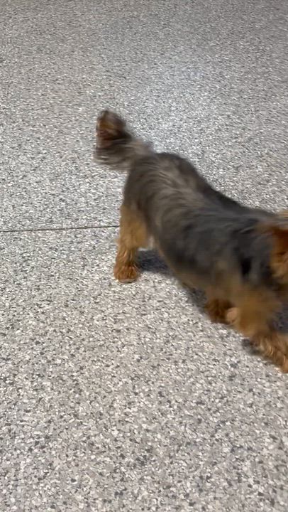 Enlarge Kaley 6 lbs, a Adoptable Yorkshire Terrier in Maumee , OH video 5/5