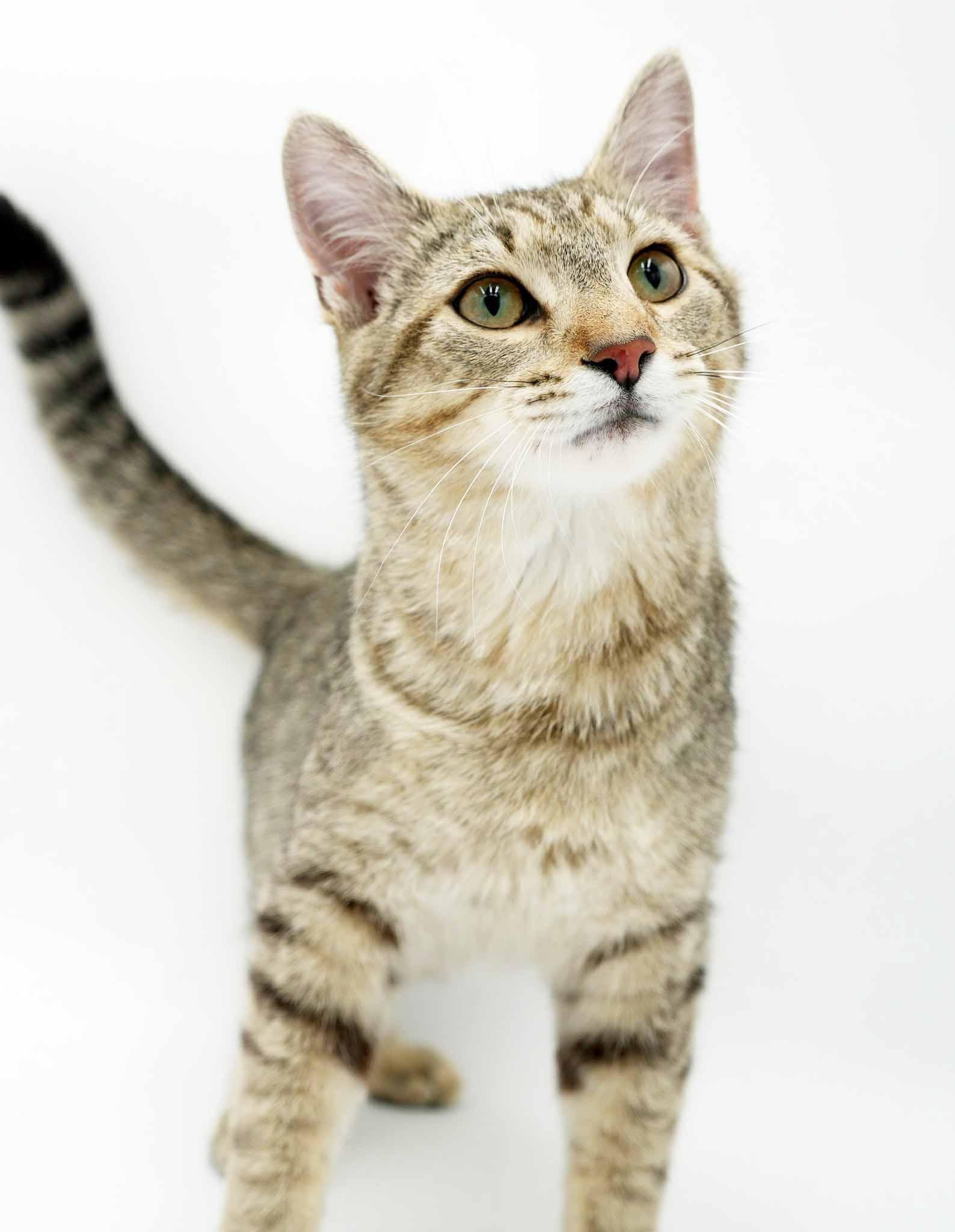 Enlarge Fox is FANTASTIC - super cutie and super gorgeous - loves his sis Squirrel - VIDEO, a Adoptable mixed breed in Bedford Hills, NY image 2/6