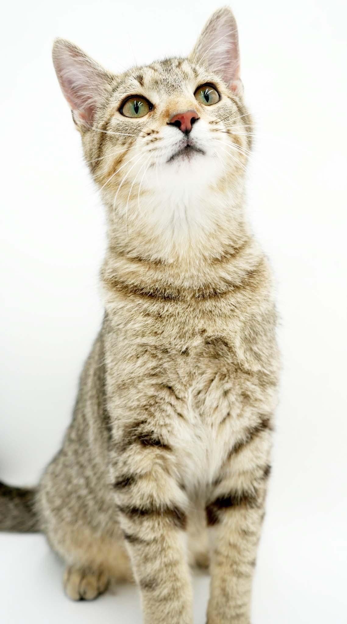 Enlarge Fox is FANTASTIC - super cutie and super gorgeous - loves his sis Squirrel - VIDEO, a Adoptable mixed breed in Bedford Hills, NY image 6/6