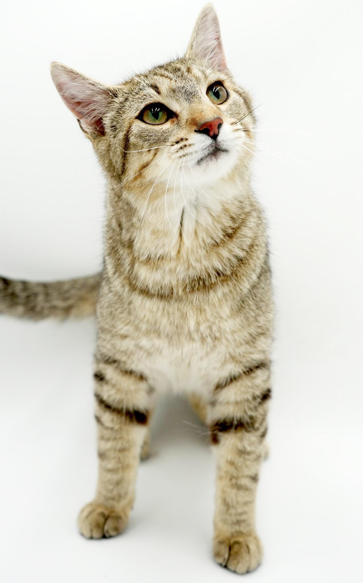 Enlarge Fox is FANTASTIC - super cutie and super gorgeous - loves his sis Squirrel - VIDEO, a Adoptable mixed breed in Bedford Hills, NY image 4/6