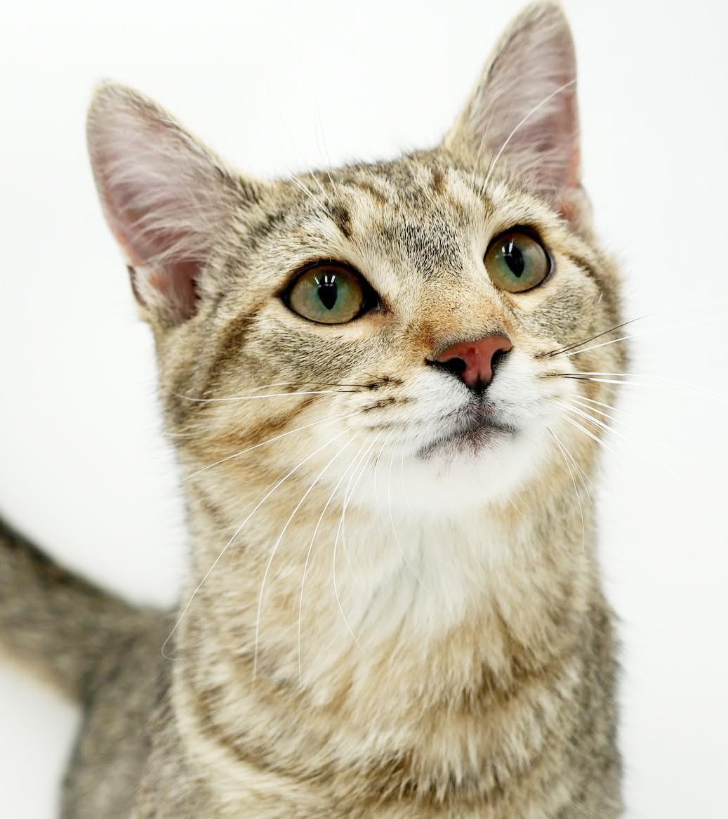 Fox is FANTASTIC - super cutie and super gorgeous - loves his sis Squirrel - VIDEO, Adoptable, Young Male Tabby & Bengal.
