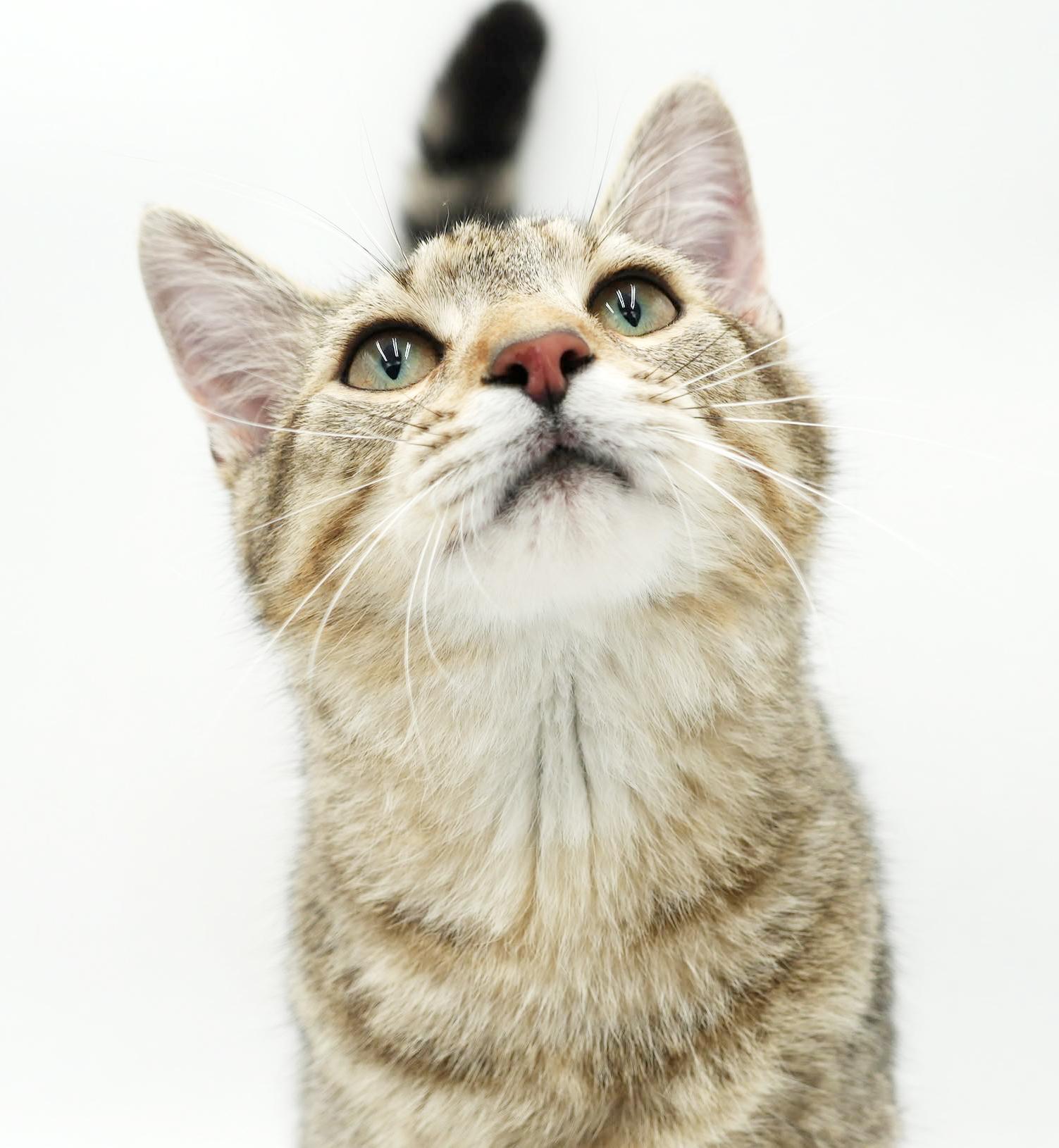 Enlarge Fox is FANTASTIC - super cutie and super gorgeous - loves his sis Squirrel - VIDEO, a Adoptable mixed breed in Bedford Hills, NY image 5/6