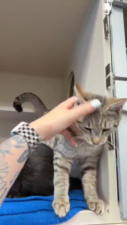Enlarge Fox is FANTASTIC - super cutie and super gorgeous - loves his sis Squirrel - VIDEO, a Adoptable mixed breed in Bedford Hills, NY video 3/6