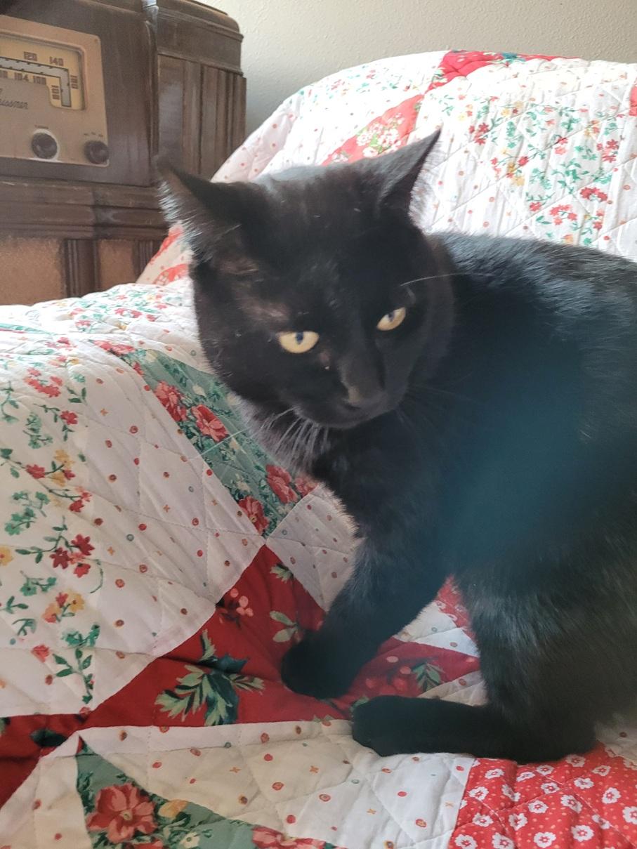 Enlarge Robin, a ADOPTABLE Domestic Short Hair in Clackamas, OR image 2/3