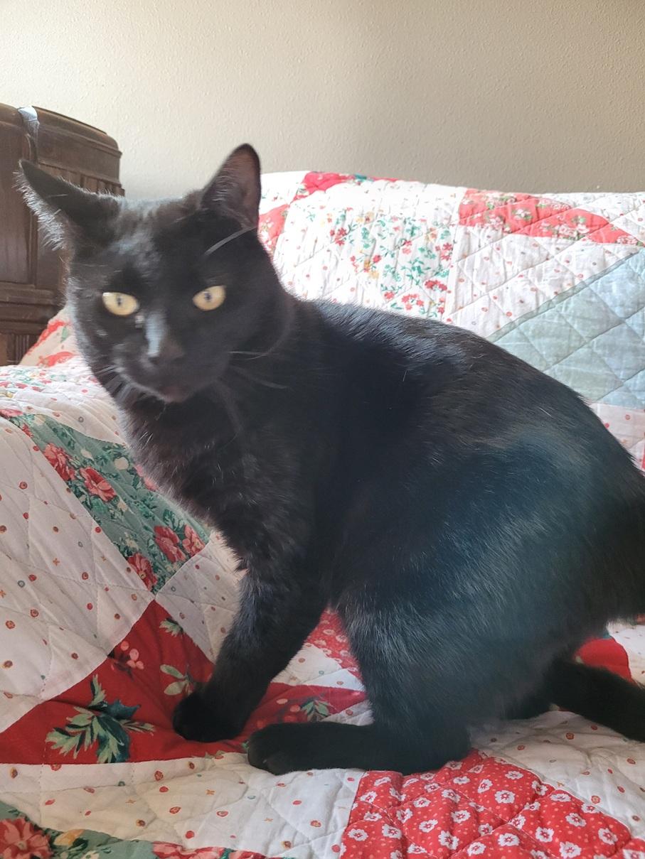Enlarge Robin, a ADOPTABLE Domestic Short Hair in Clackamas, OR image 3/3