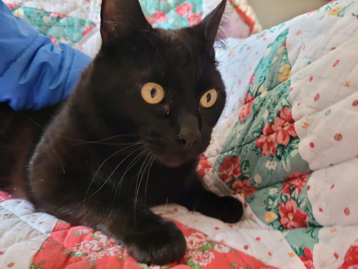 Robin, ADOPTABLE, Young Male Domestic Short Hair.