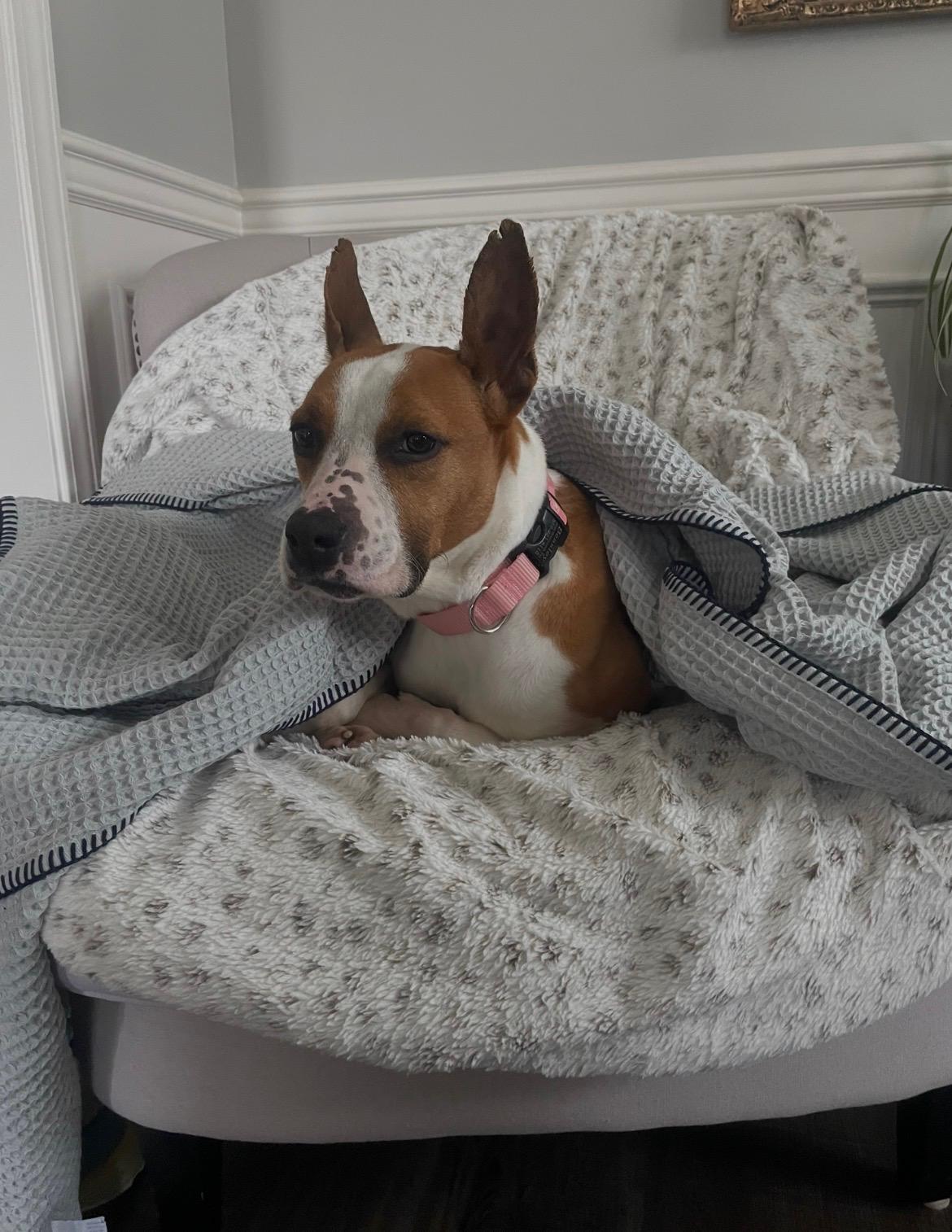 Diva, ADOPTABLE, Young Female Boxer & Hound.