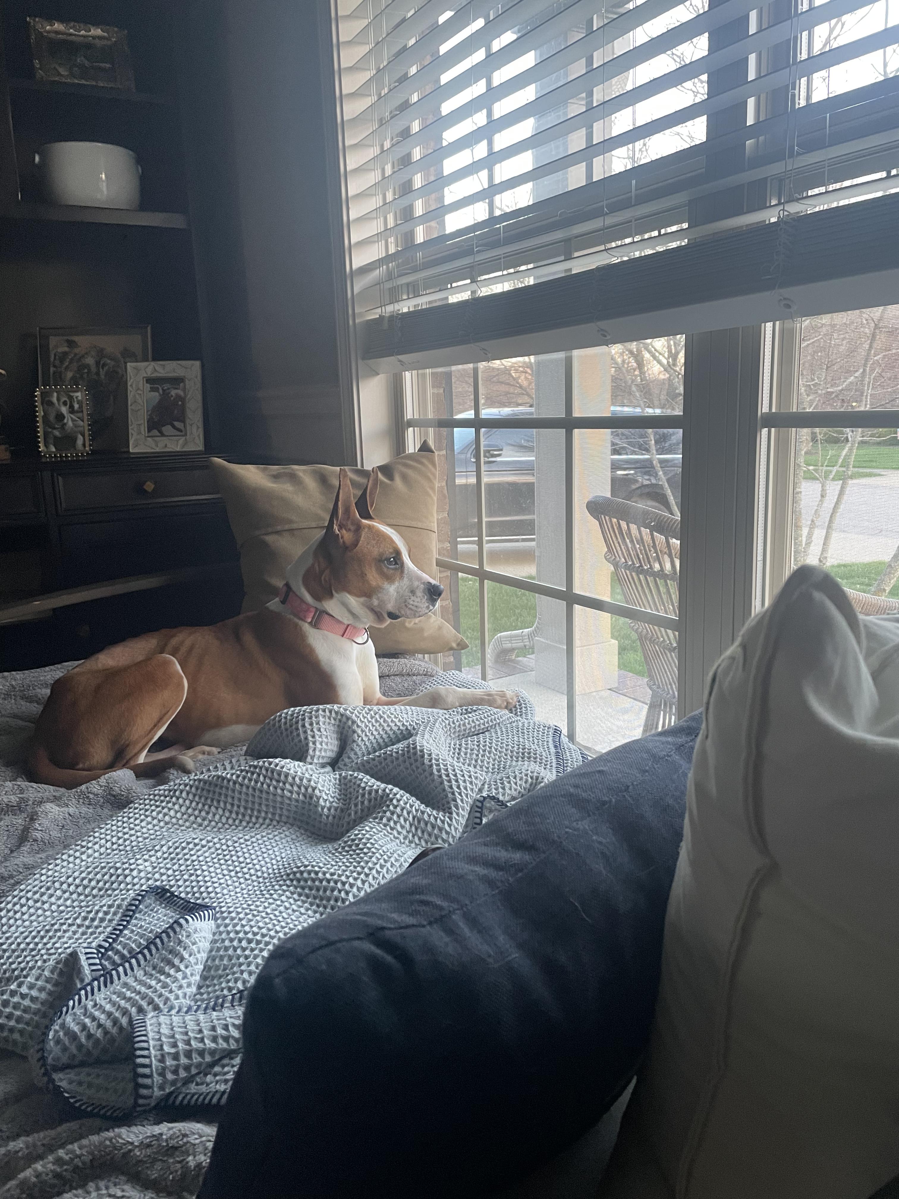 Enlarge Diva, a ADOPTABLE mixed breed in Lexington, KY image 3/4