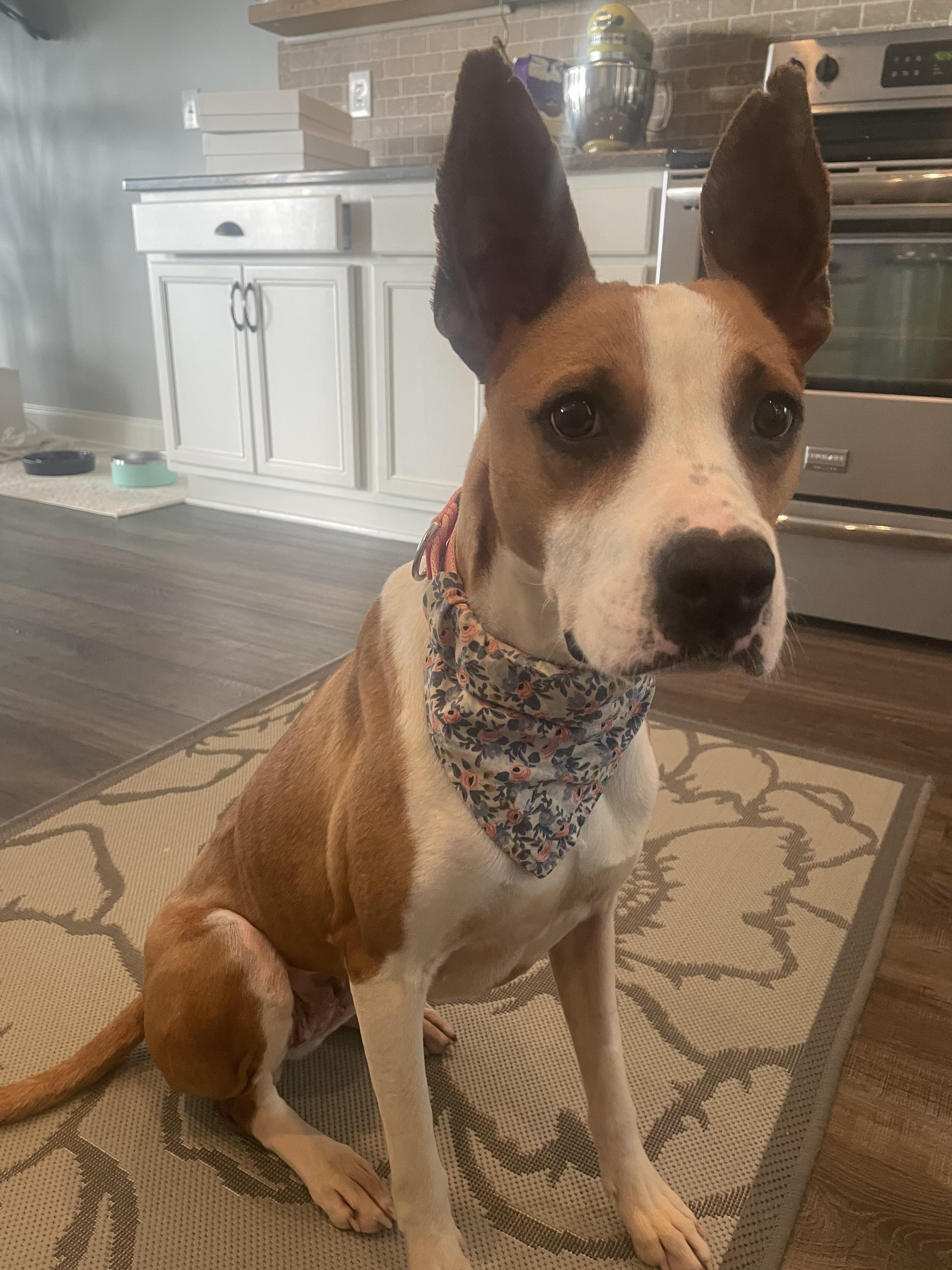 Diva, ADOPTABLE, Young Female Boxer & Hound.