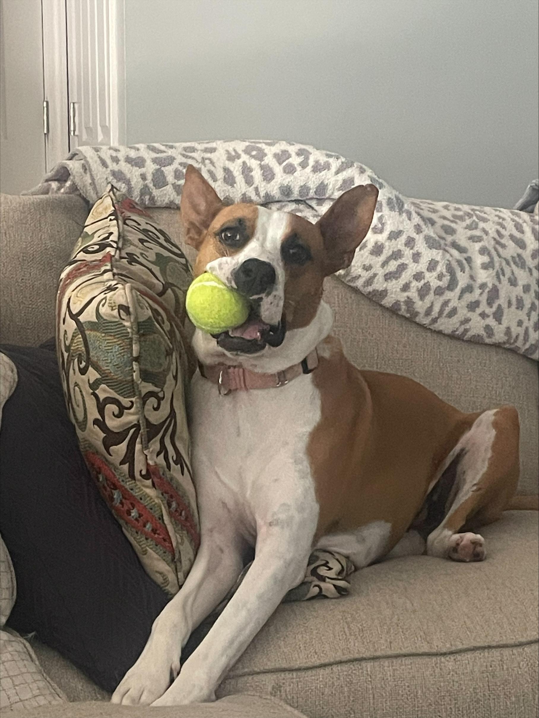 Enlarge Diva, a ADOPTABLE mixed breed in Lexington, KY image 6/6