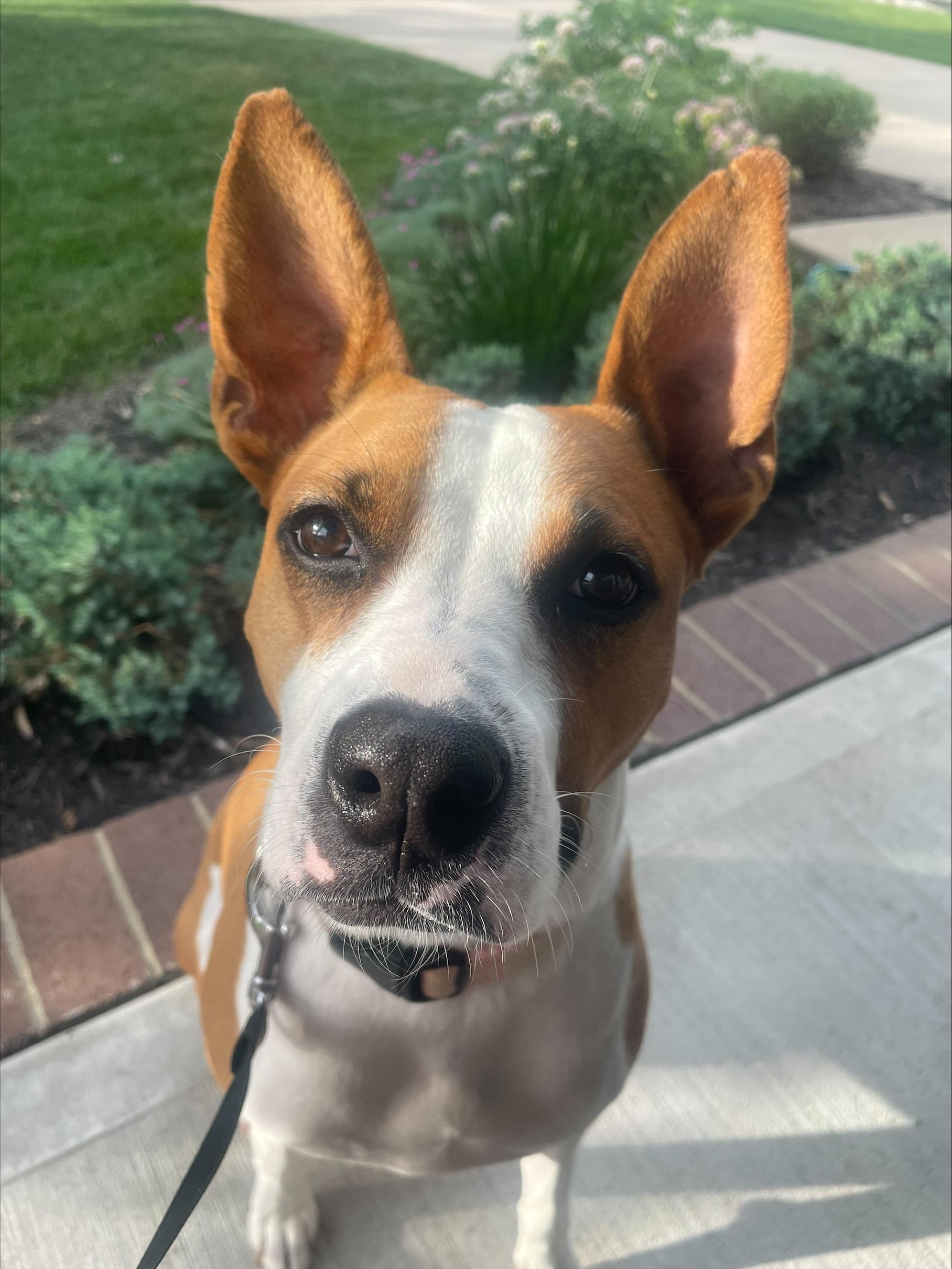 Enlarge Diva, a ADOPTABLE mixed breed in Lexington, KY image 5/6