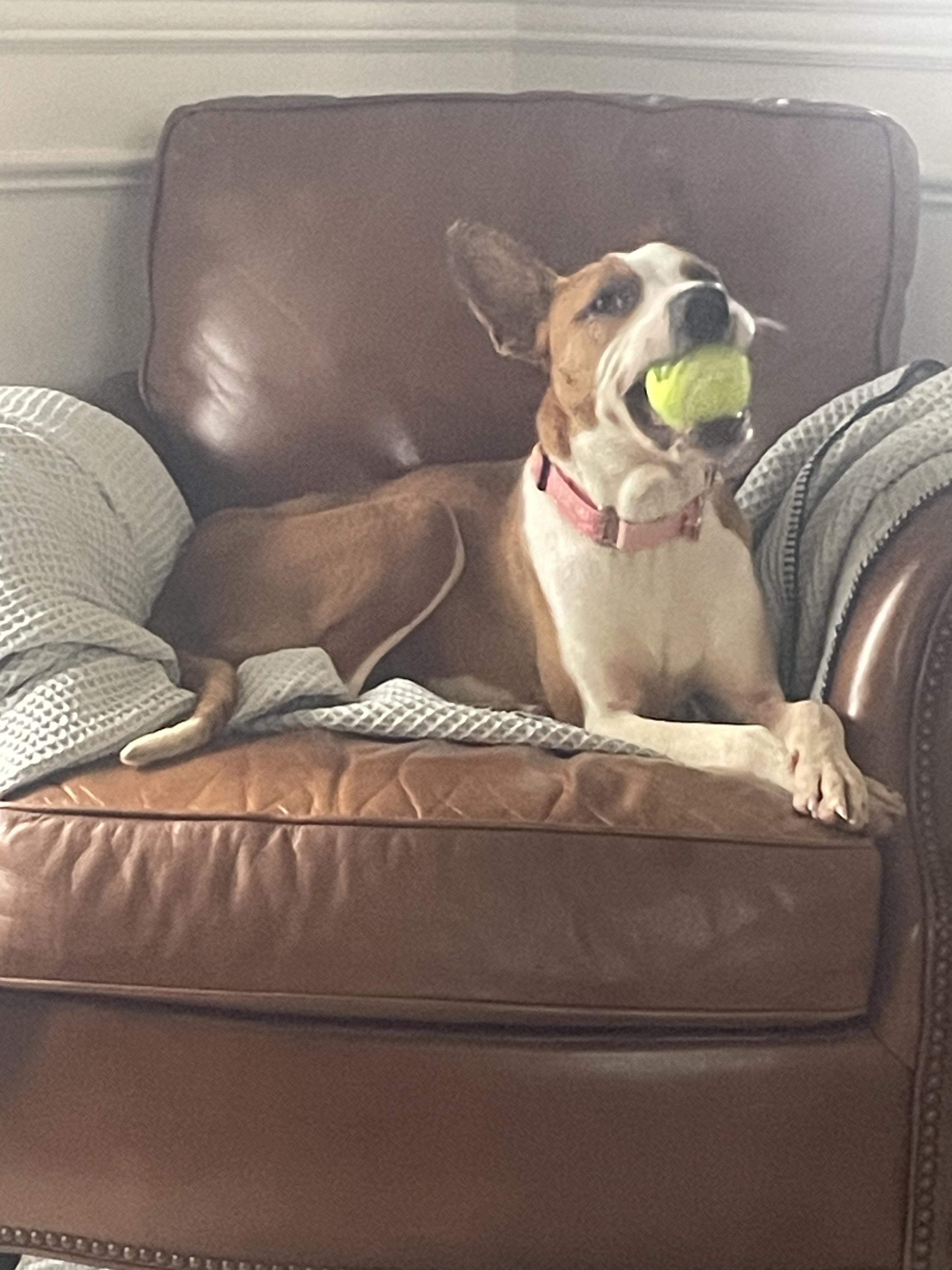 Enlarge Diva, a ADOPTABLE mixed breed in Lexington, KY image 4/4