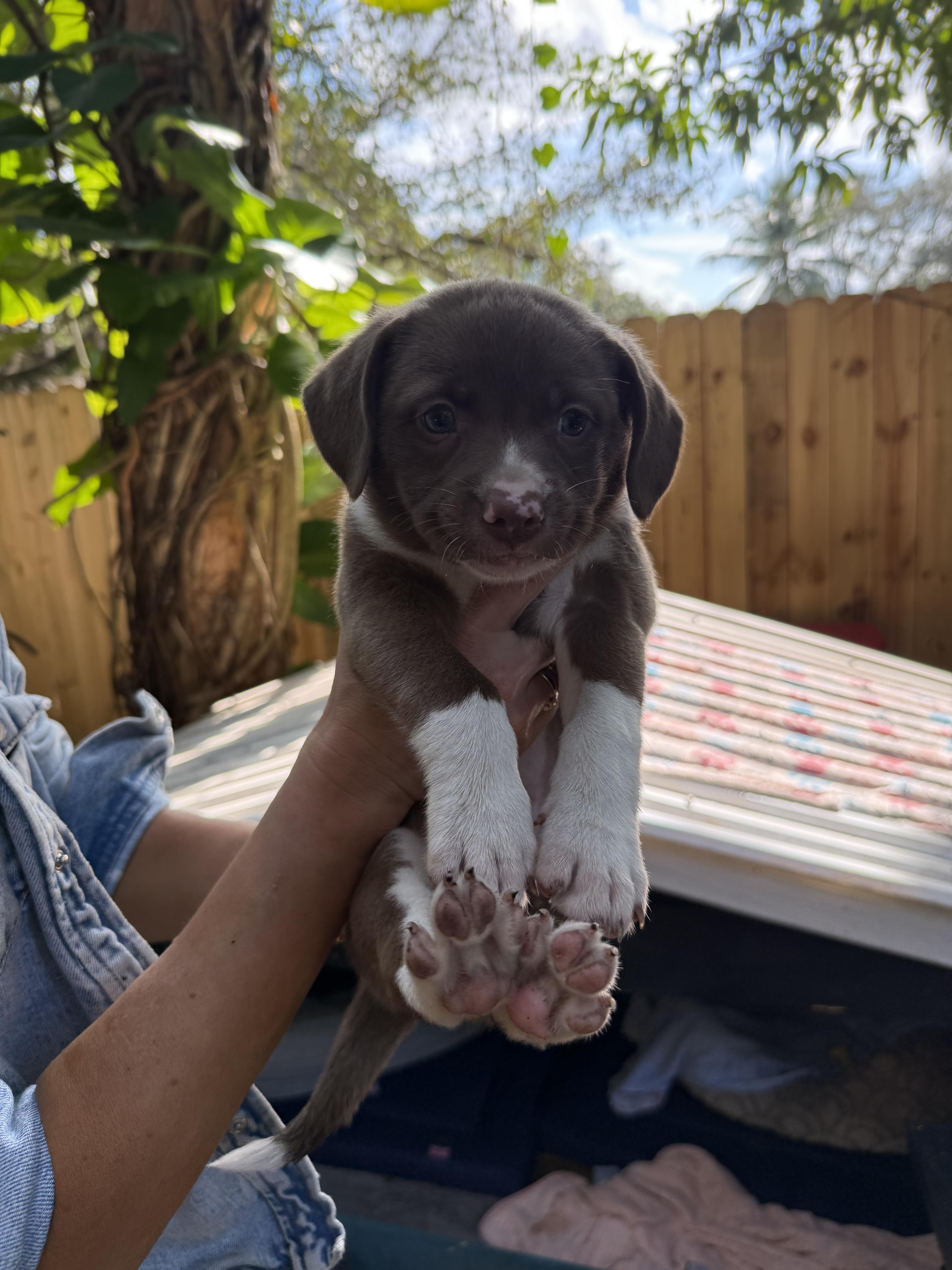 lilly, ADOPTABLE, Puppy Female Australian Shepherd.