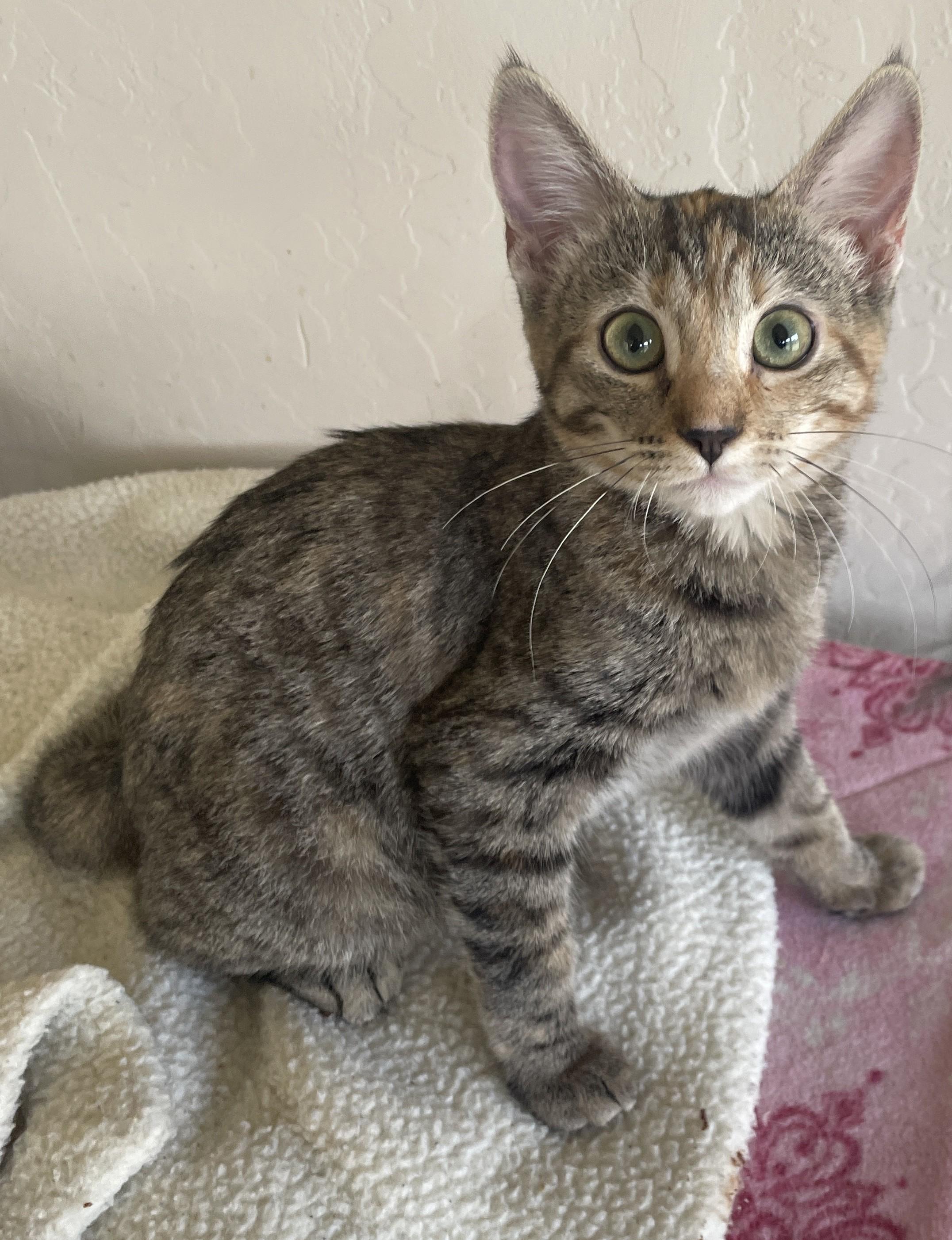 Laverna, Adoptable, Kitten Female Domestic Short Hair.