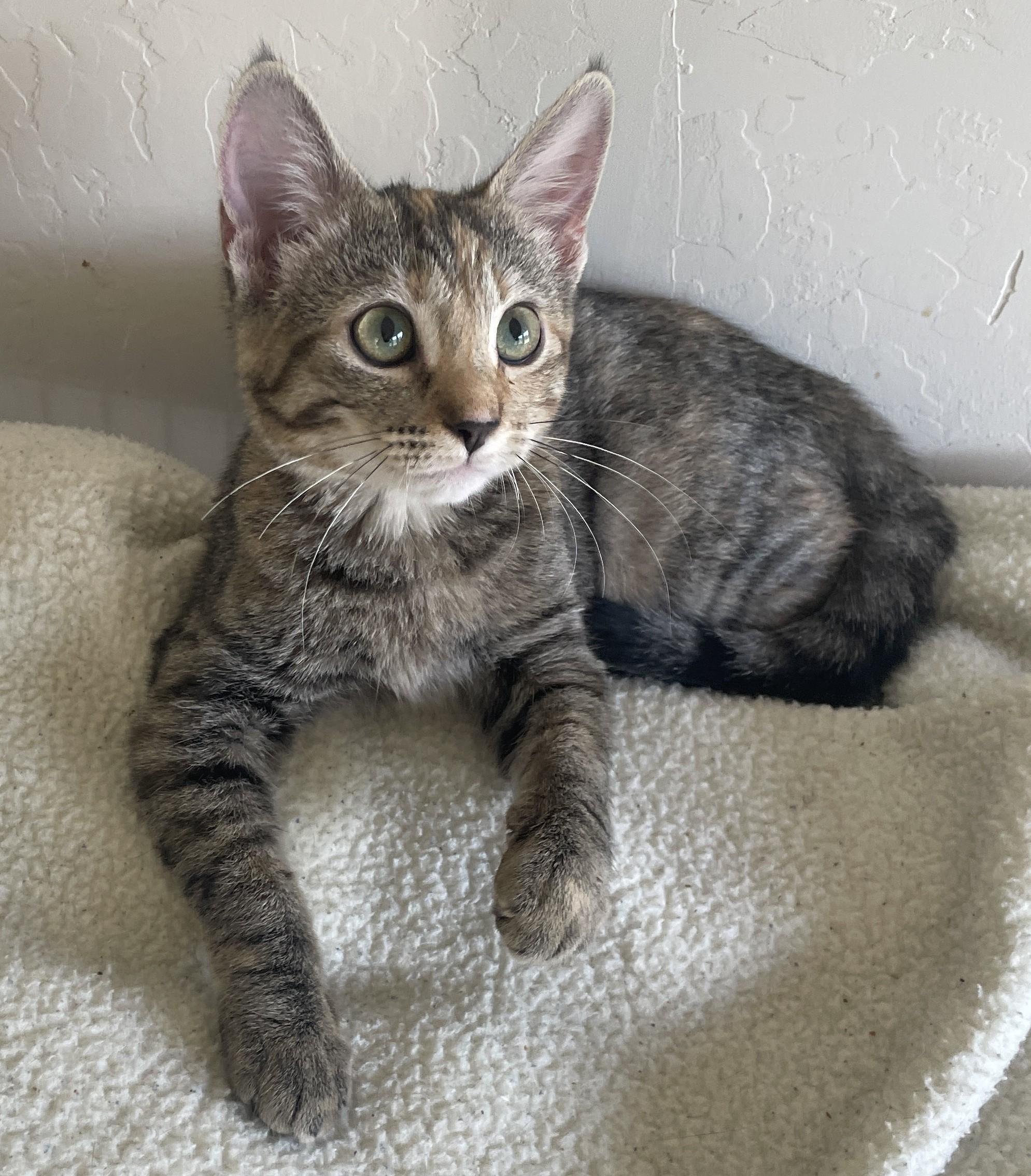 Laverna, a Adoptable Domestic Short Hair in Albuquerque, NM image 2/2