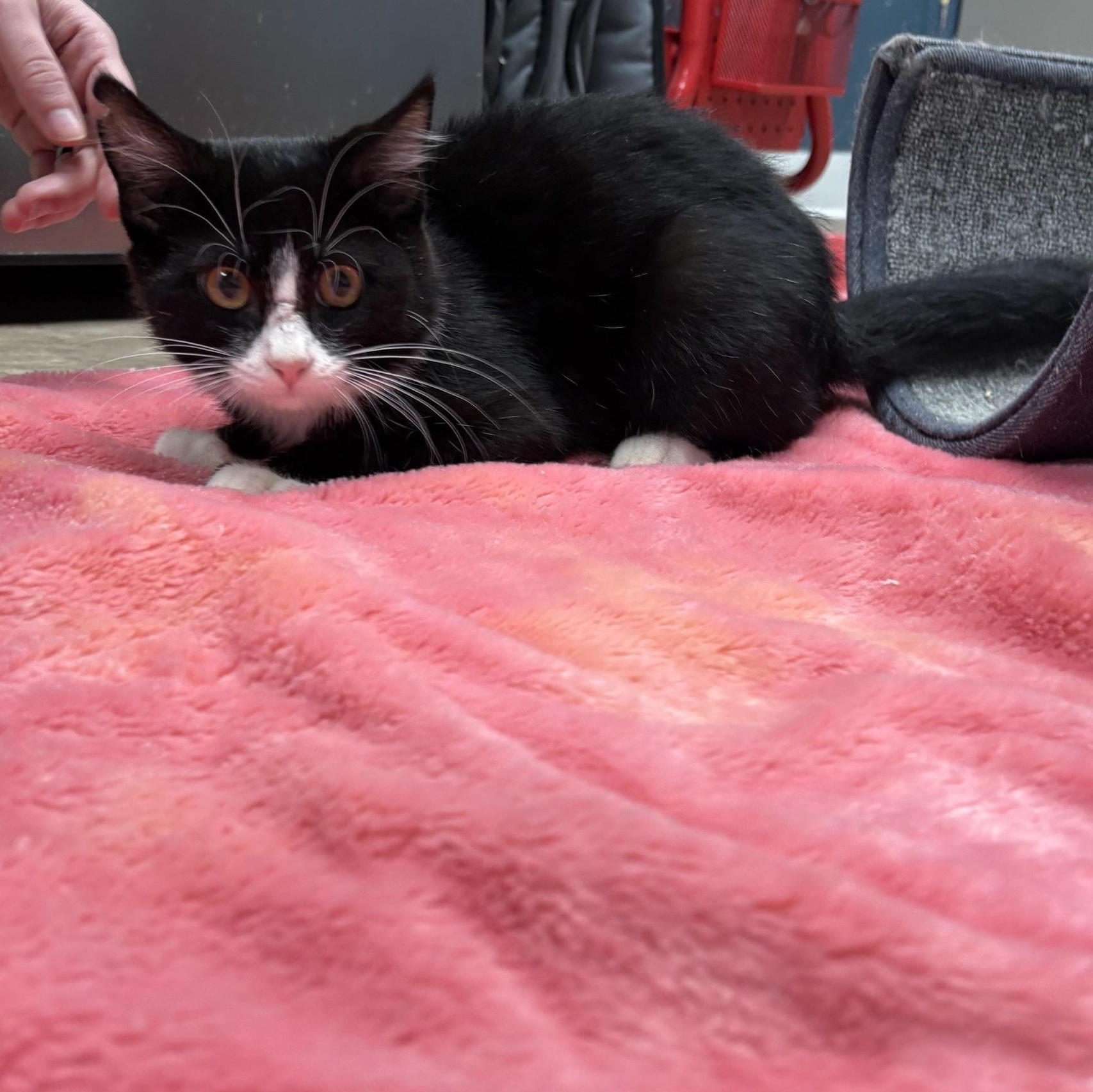 Enlarge Rocket, a ADOPTABLE Domestic Short Hair in Boone, IA image 5/5