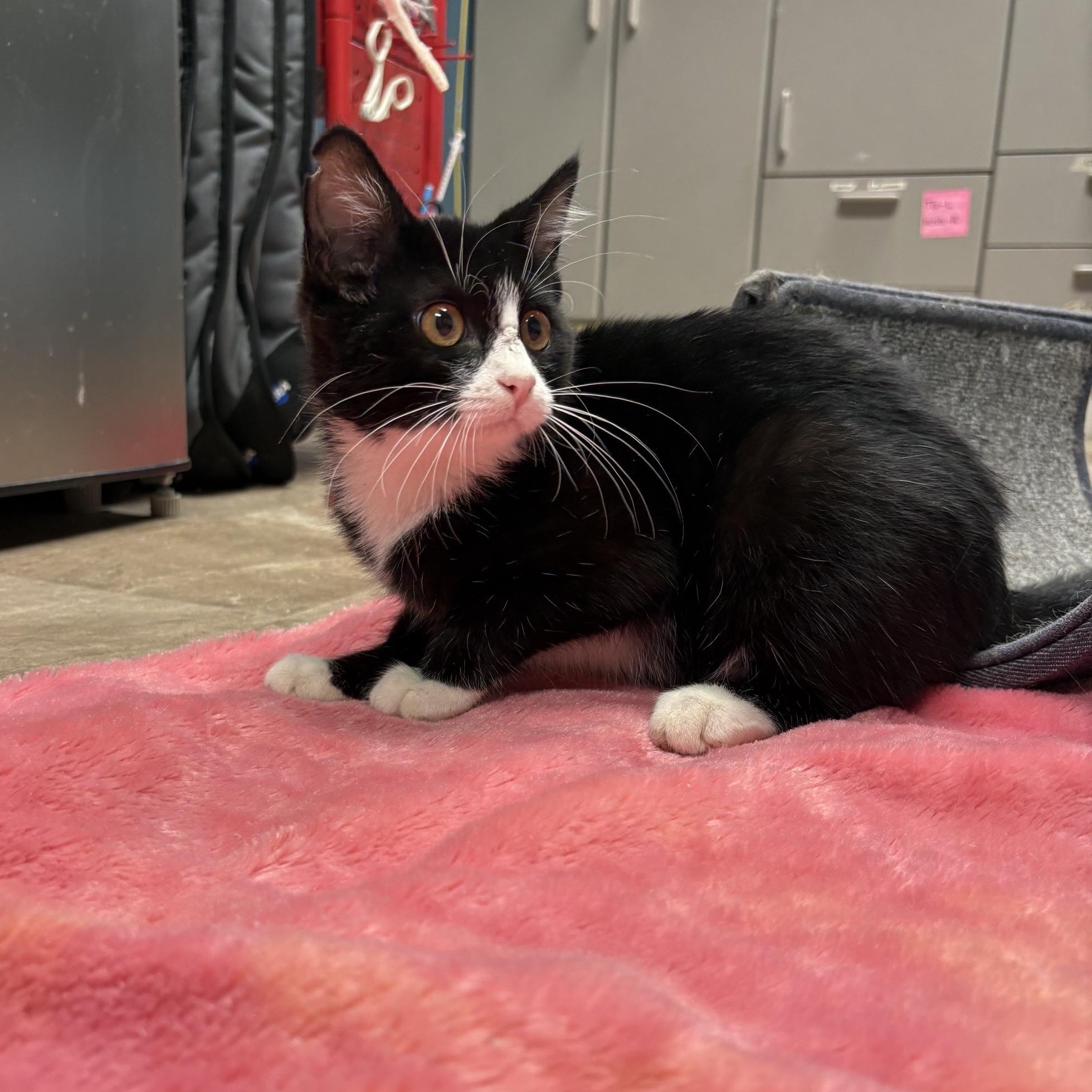 Enlarge Rocket, a ADOPTABLE Domestic Short Hair in Boone, IA image 3/5