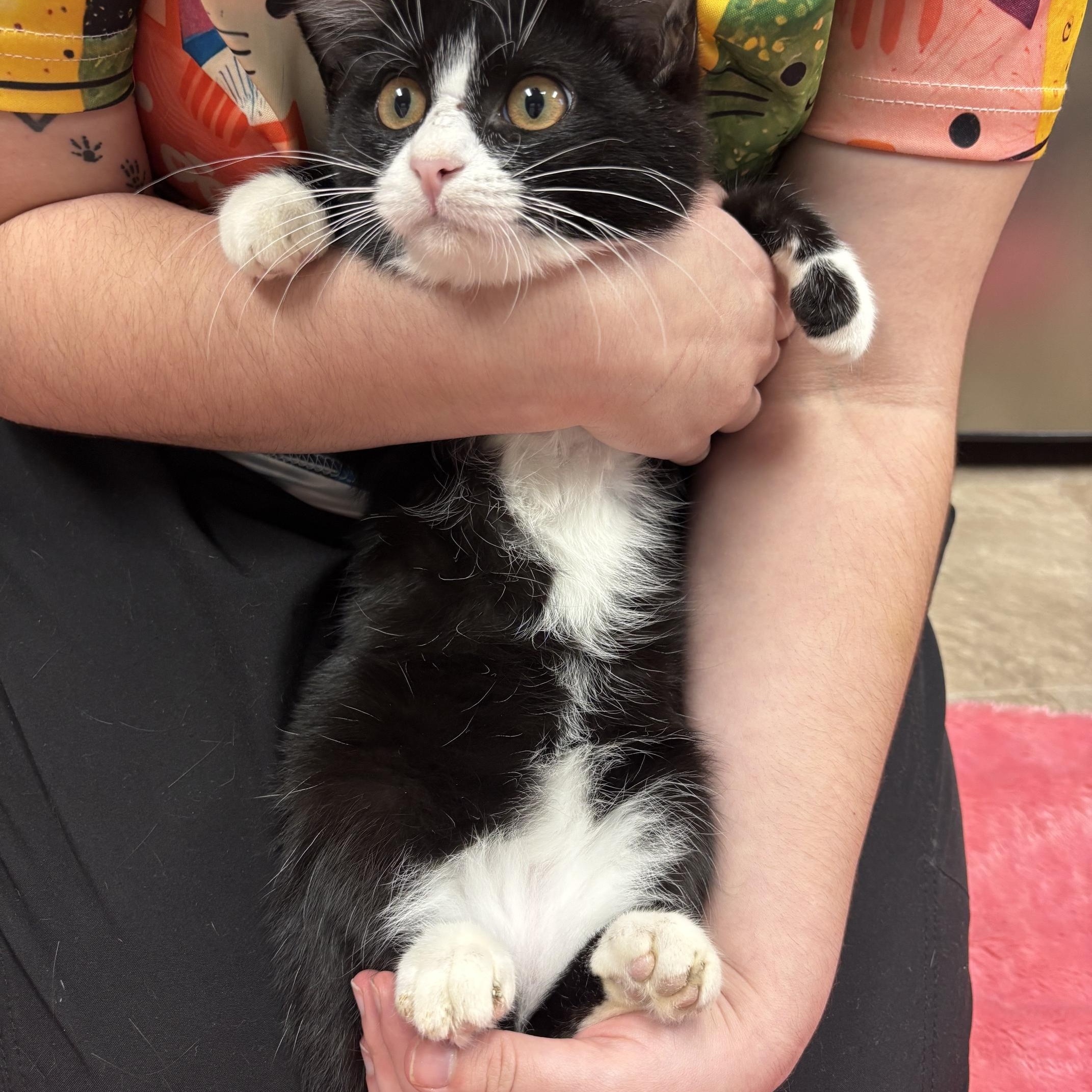 Enlarge Rocket, a ADOPTABLE Domestic Short Hair in Boone, IA image 4/5