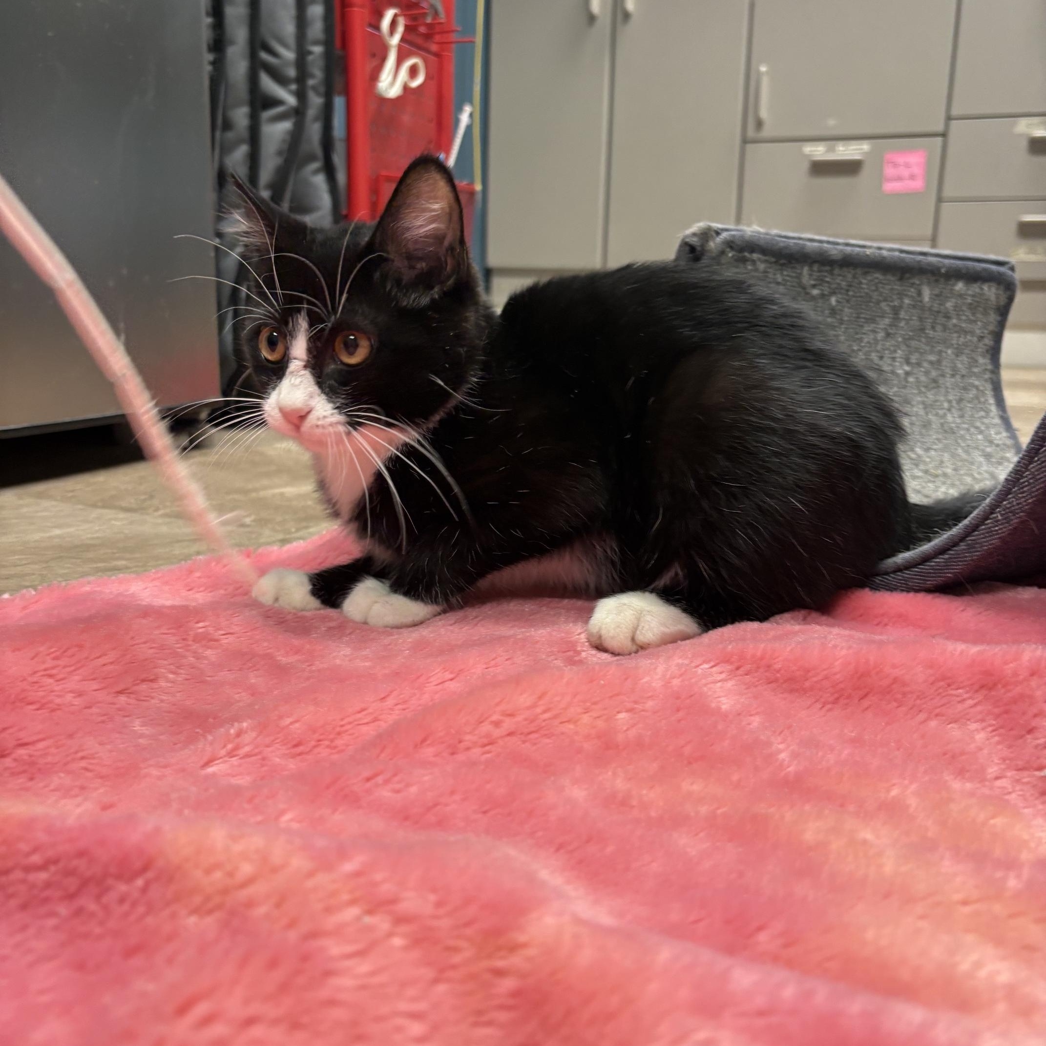 Enlarge Rocket, a ADOPTABLE Domestic Short Hair in Boone, IA image 1/5