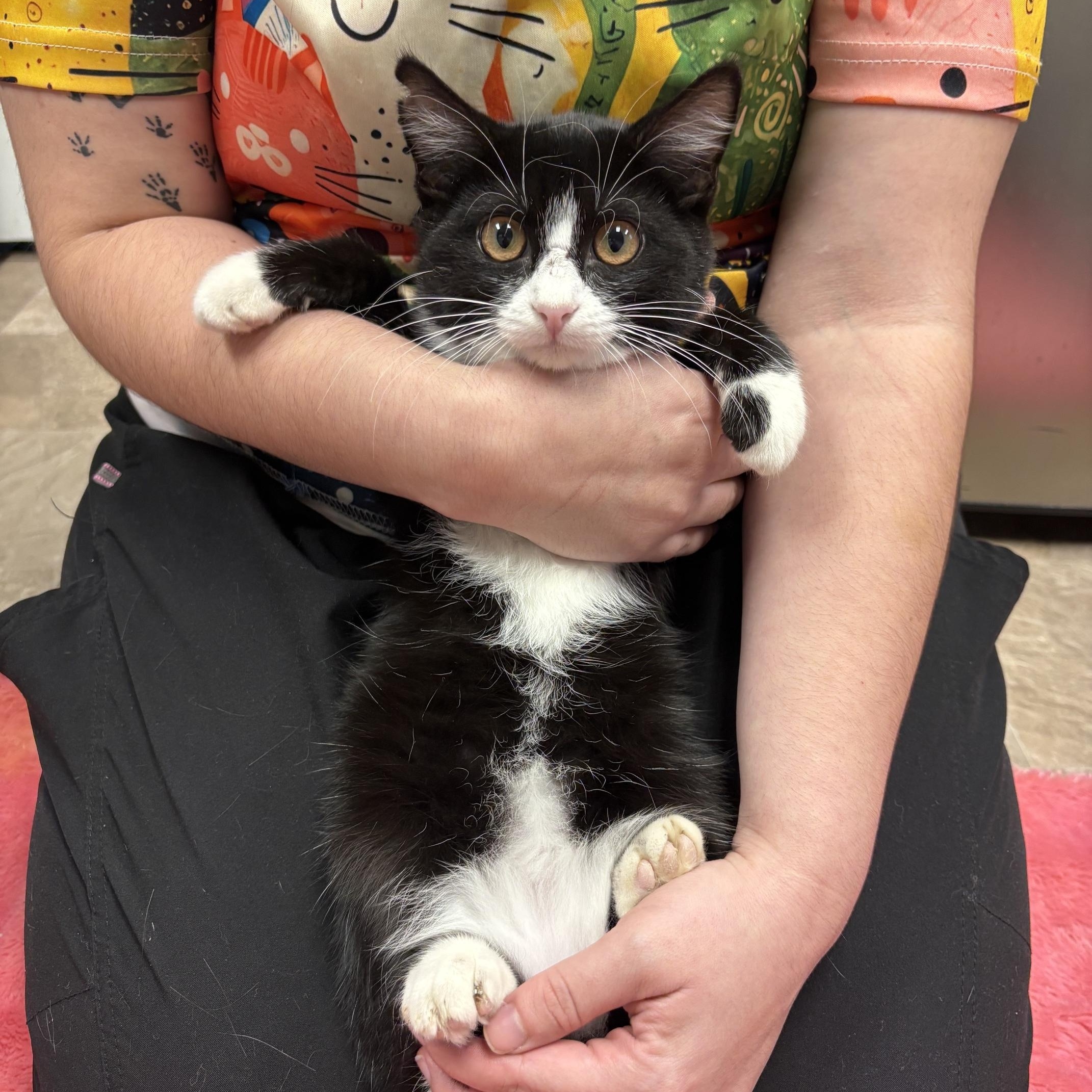 Enlarge Rocket, a ADOPTABLE Domestic Short Hair in Boone, IA image 2/5