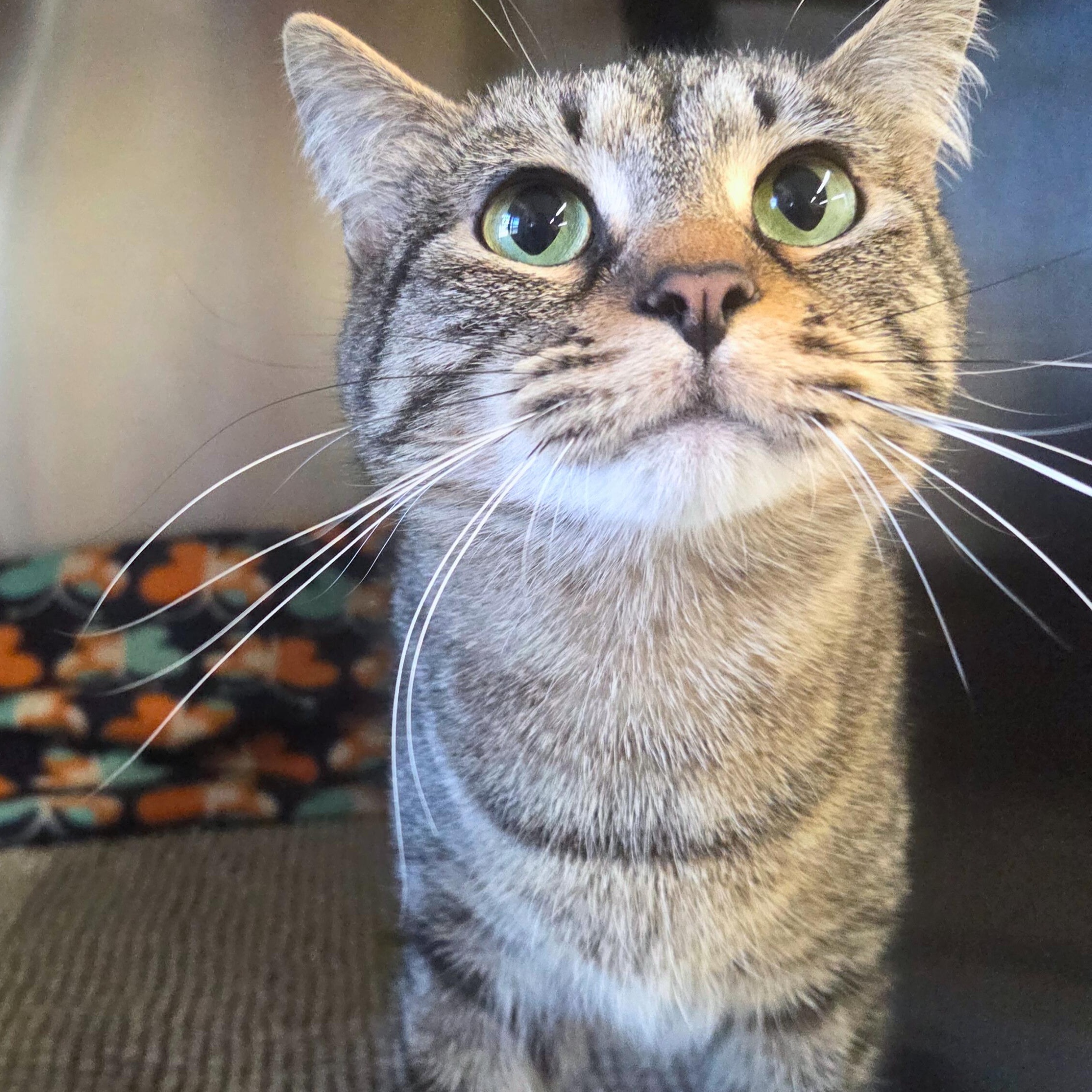 Enlarge Glintz, a ADOPTABLE Domestic Short Hair in Nevada, IA image 2/3