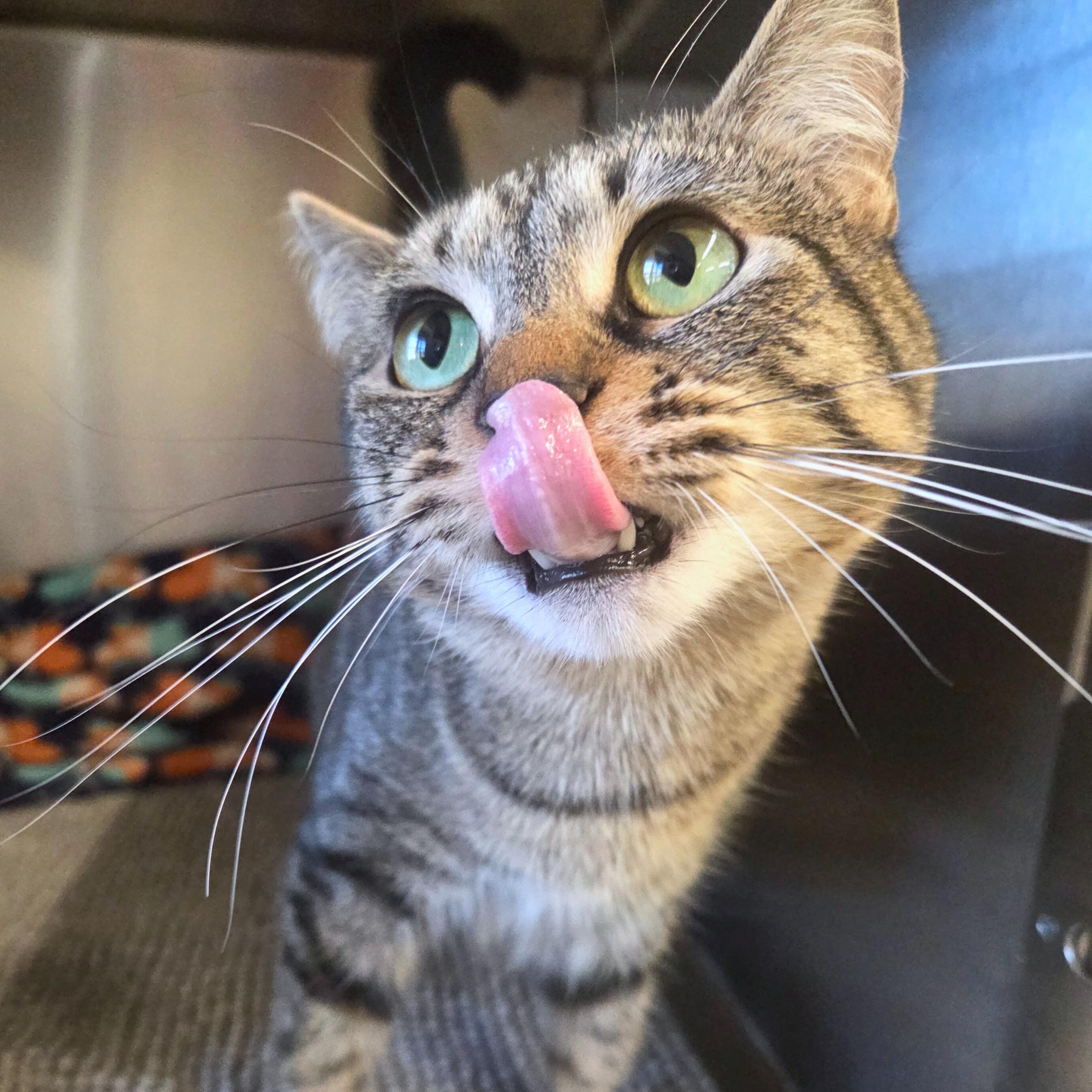 Enlarge Glintz, a ADOPTABLE Domestic Short Hair in Nevada, IA image 3/3