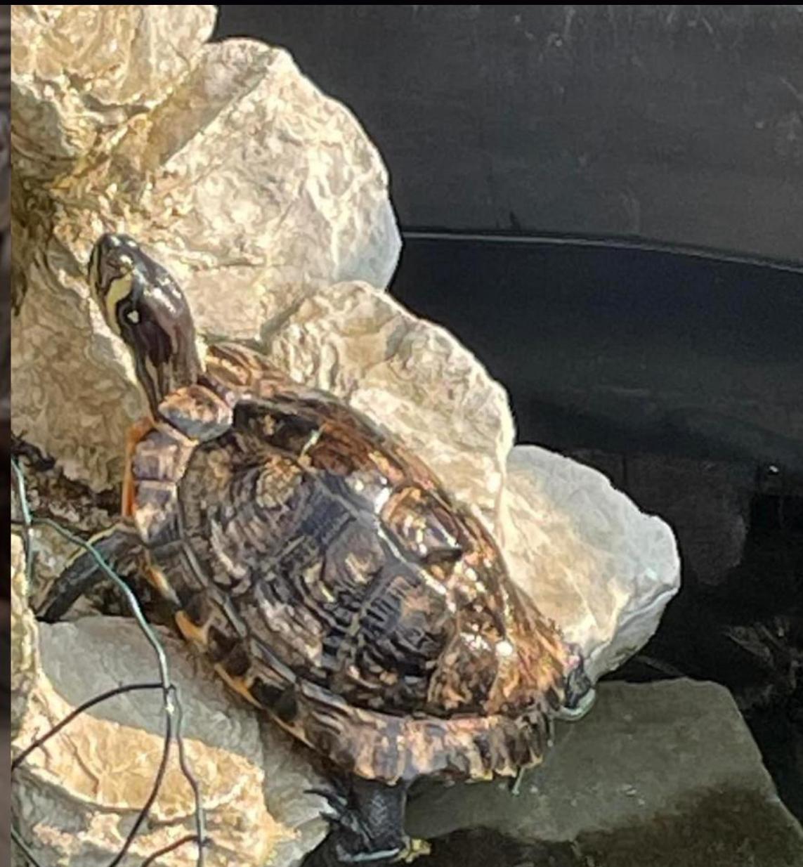 Devie, Adult Female unknown