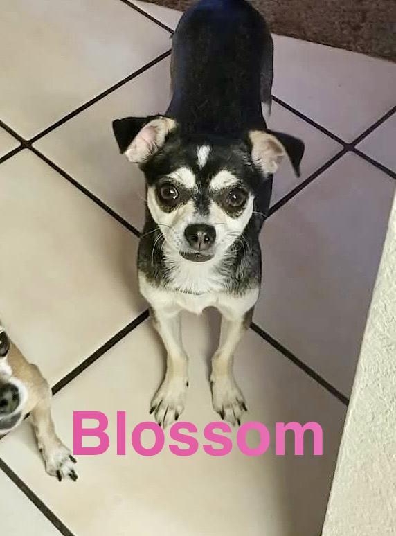 Blossom, Adoptable, Adult Female Chihuahua.