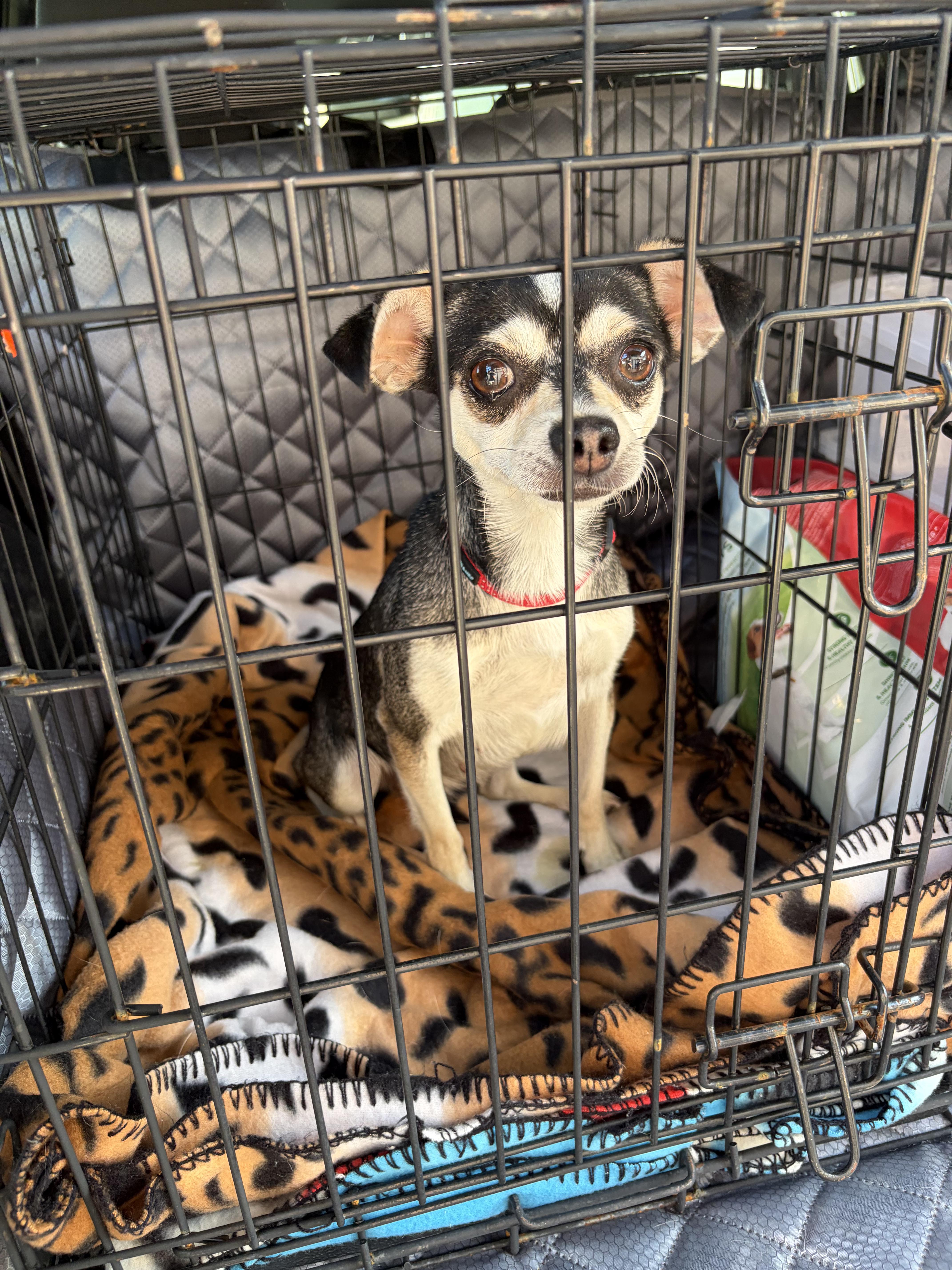 Enlarge Blossom, a Adoptable Chihuahua in Sierra Vista, AZ image 2/3