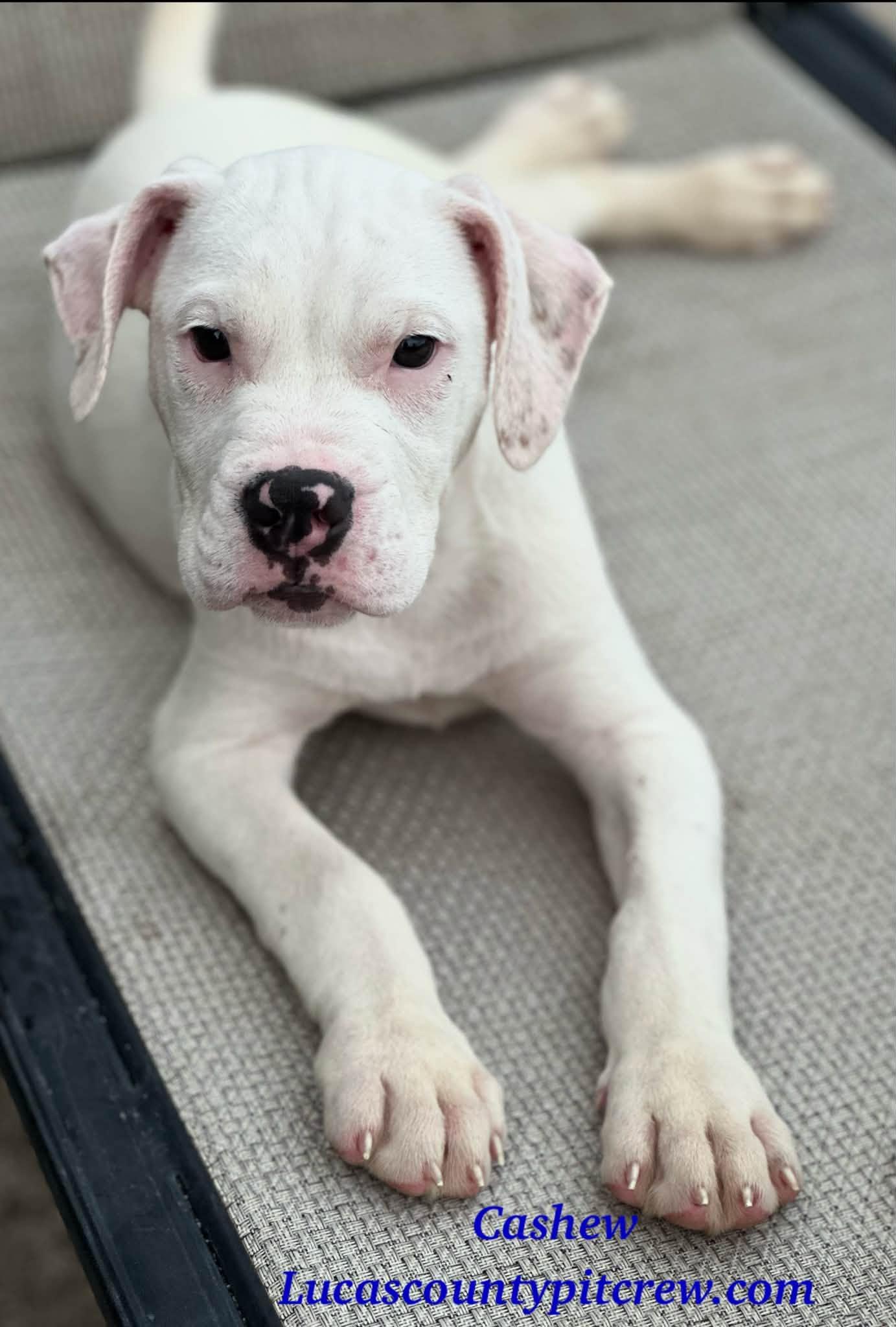 Enlarge Cashew, a Adopted mixed breed in Toledo, OH image 2/2