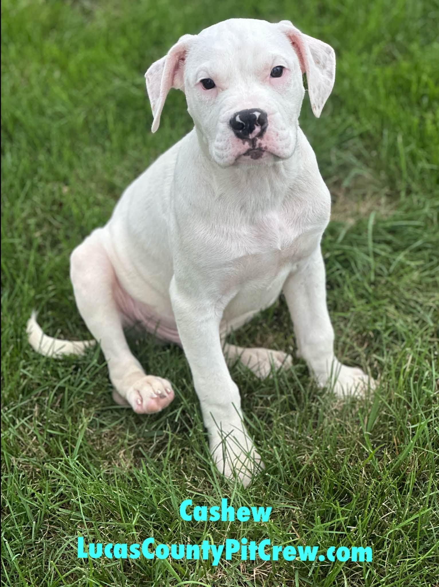 Enlarge Cashew, a Adopted mixed breed in Toledo, OH image 1/2